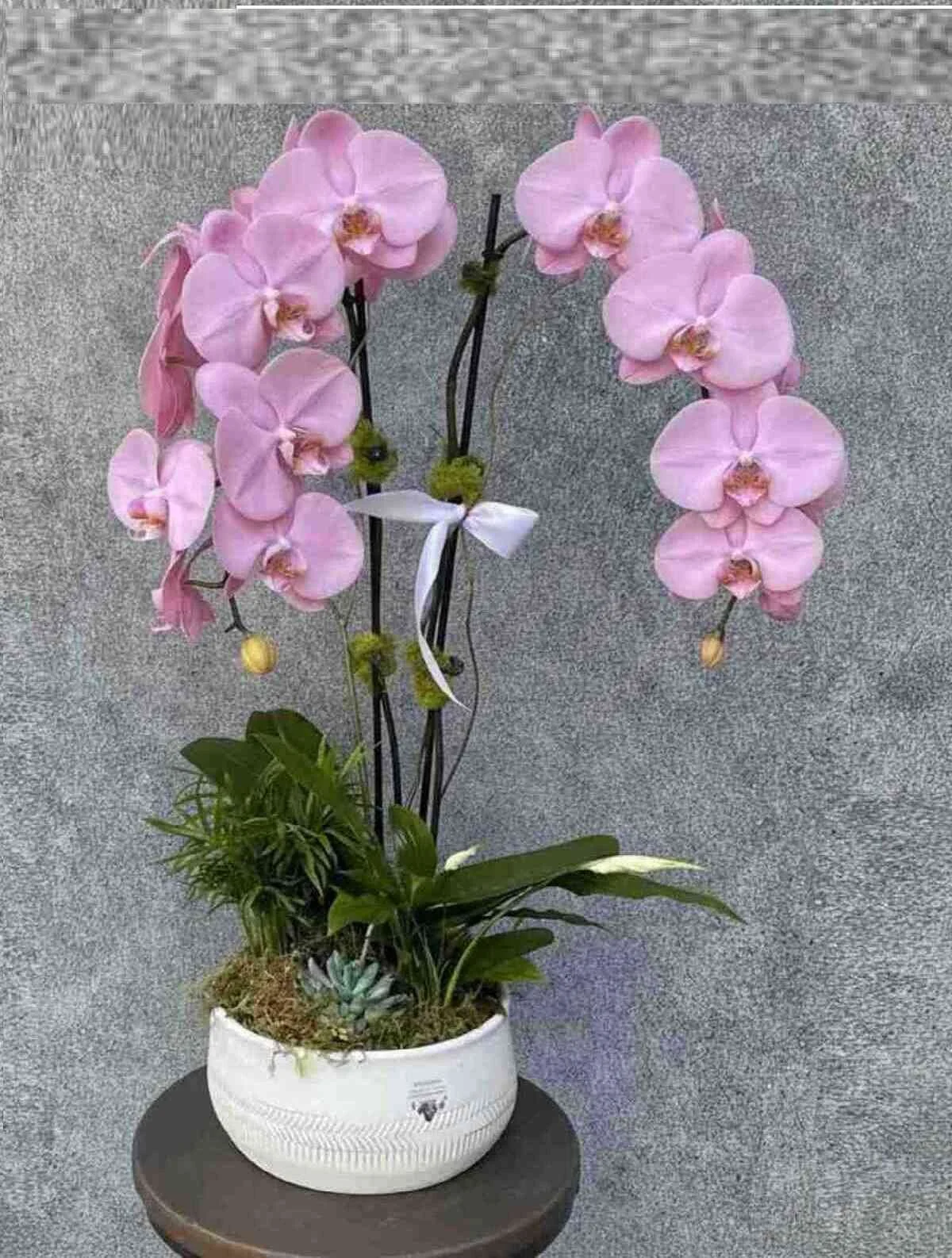 orchid-plant_36_1_optimized_2_optimized.jpeg