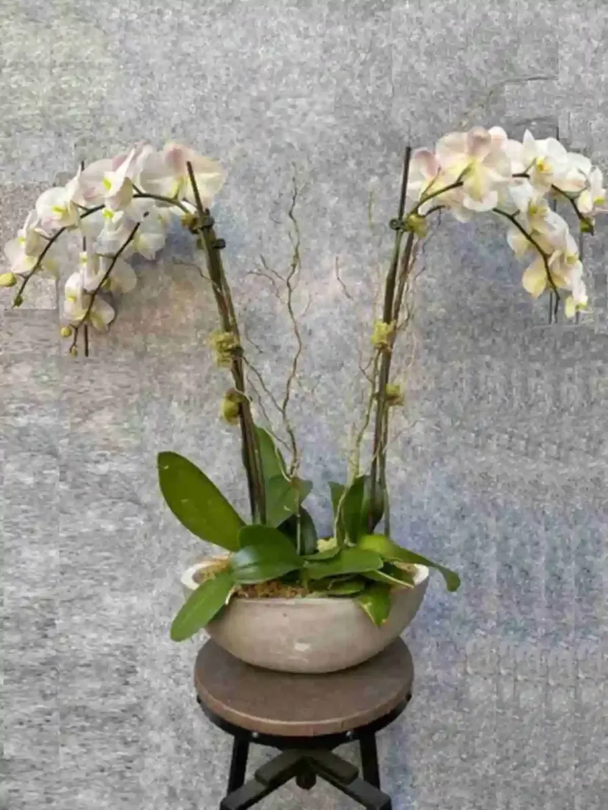 Paradise Orchids