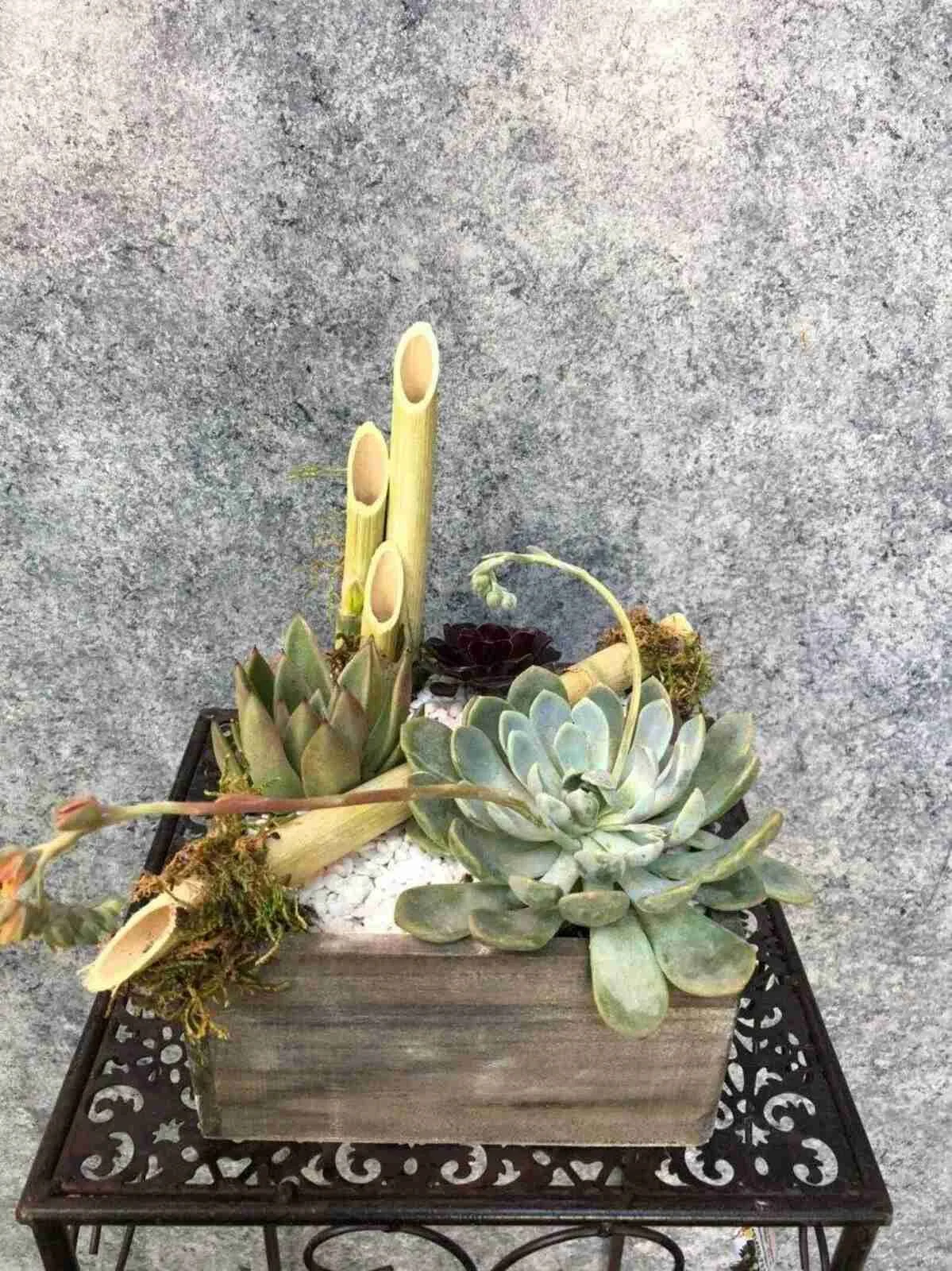 Zen Succulent