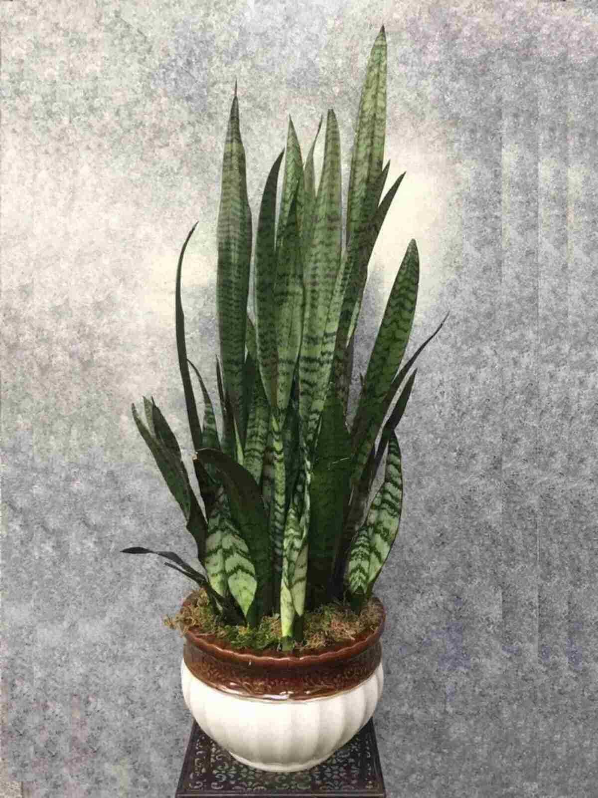 Sunseveria Plant