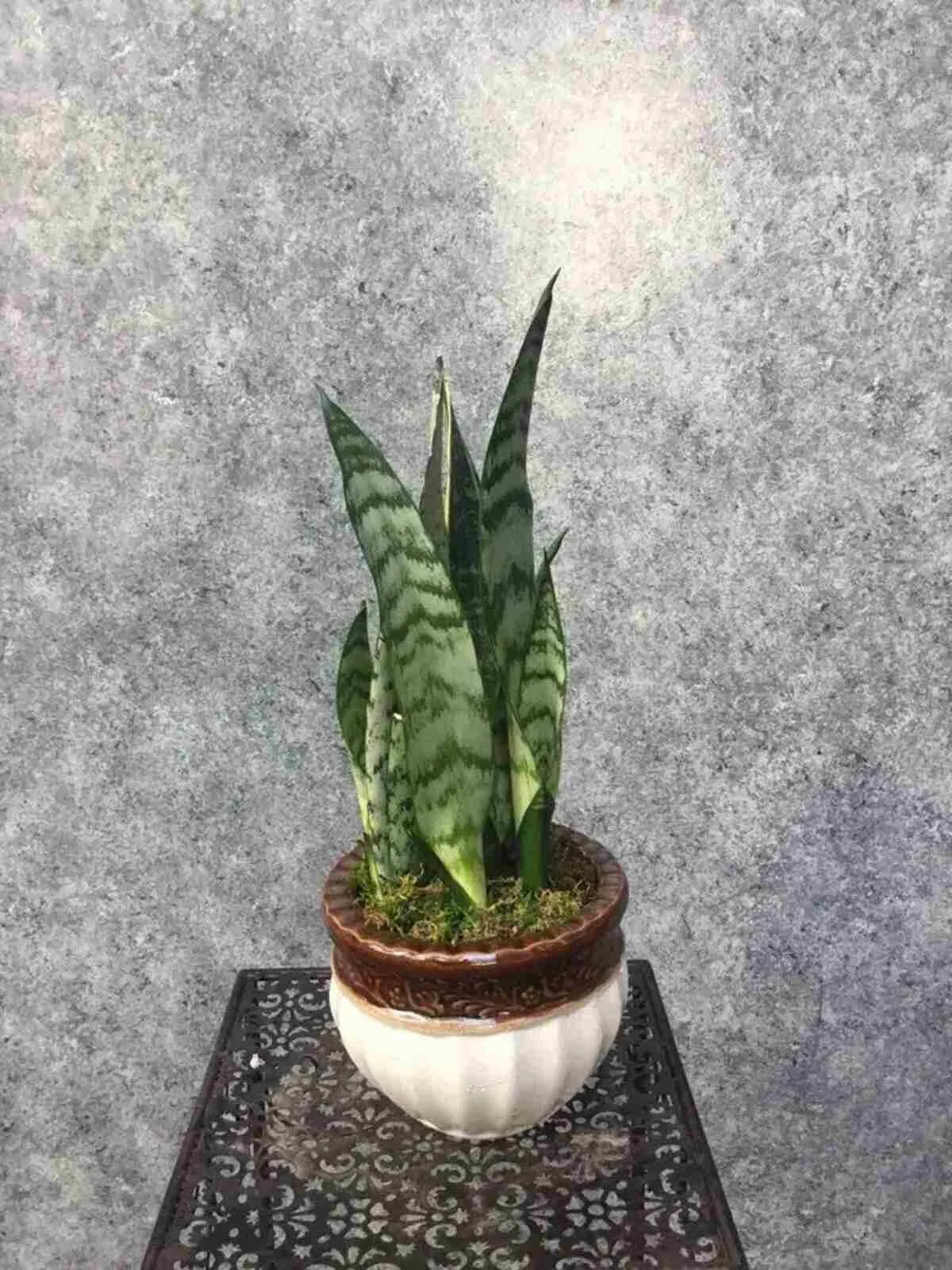 sunseveria-plant_1_optimized.jpg