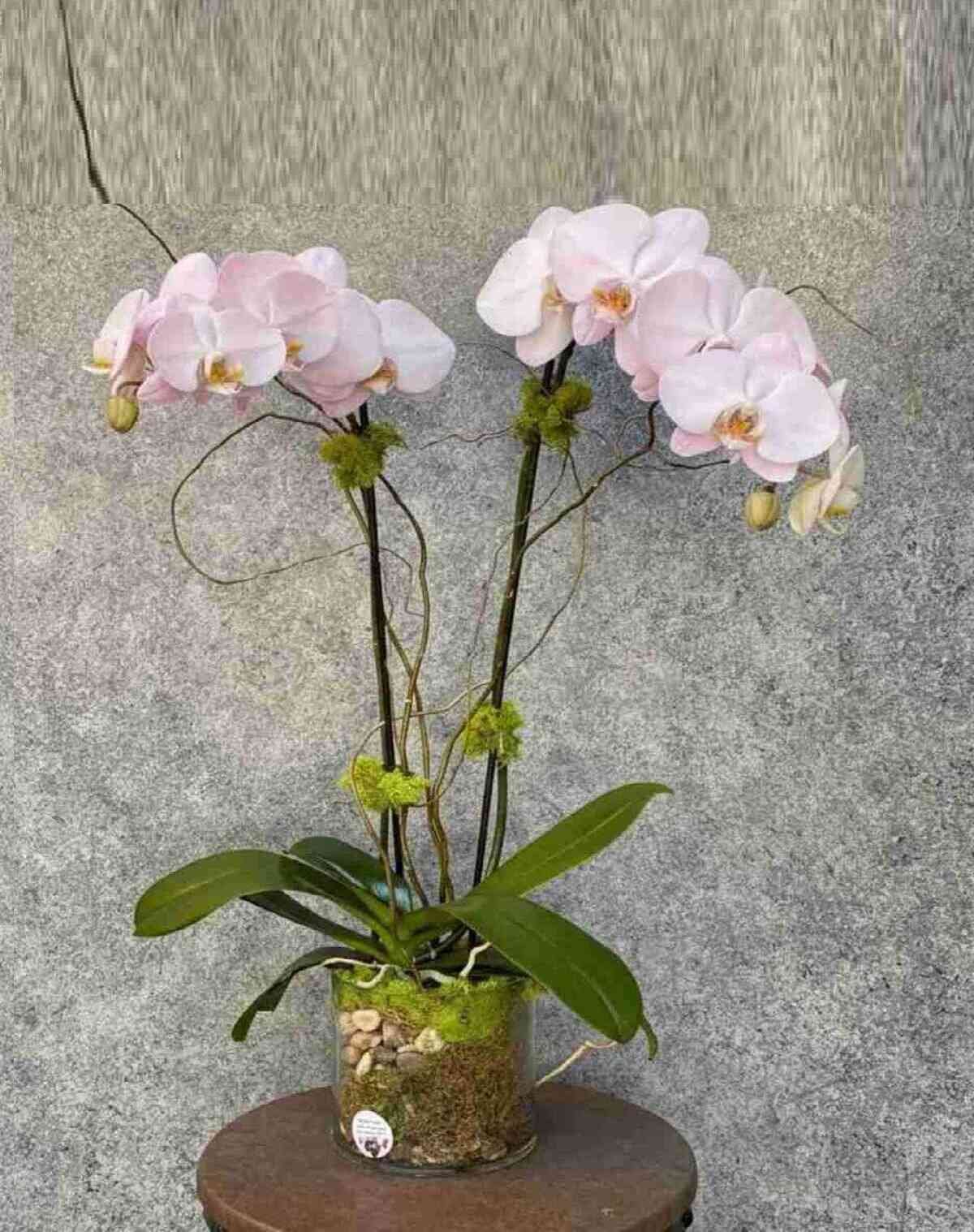 orchid-plant_8_1_optimized_1_optimized.jpeg