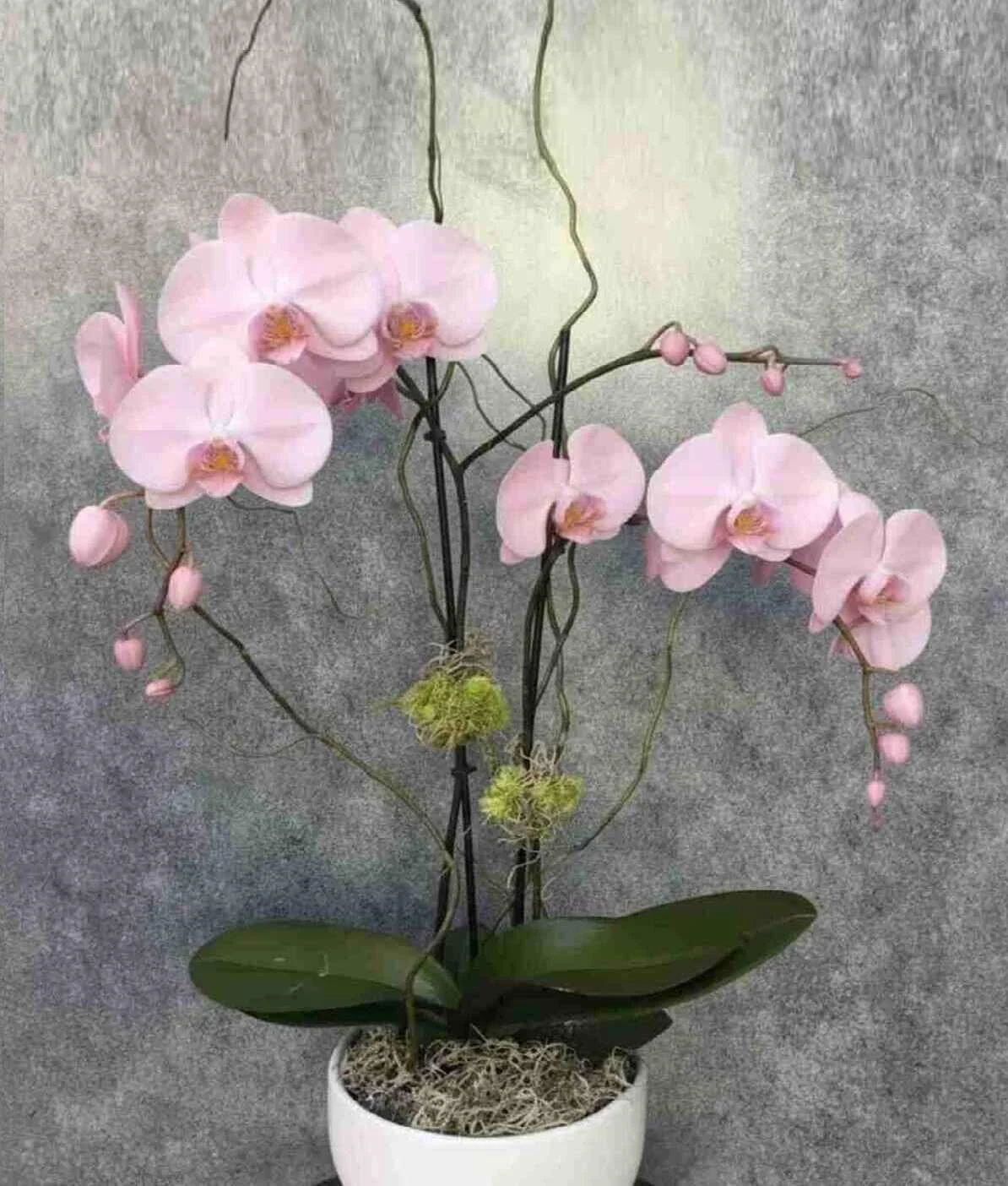 orchid-plant_2_optimized_2_optimized.jpg