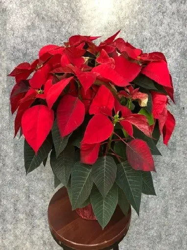 poinsetia2.webp