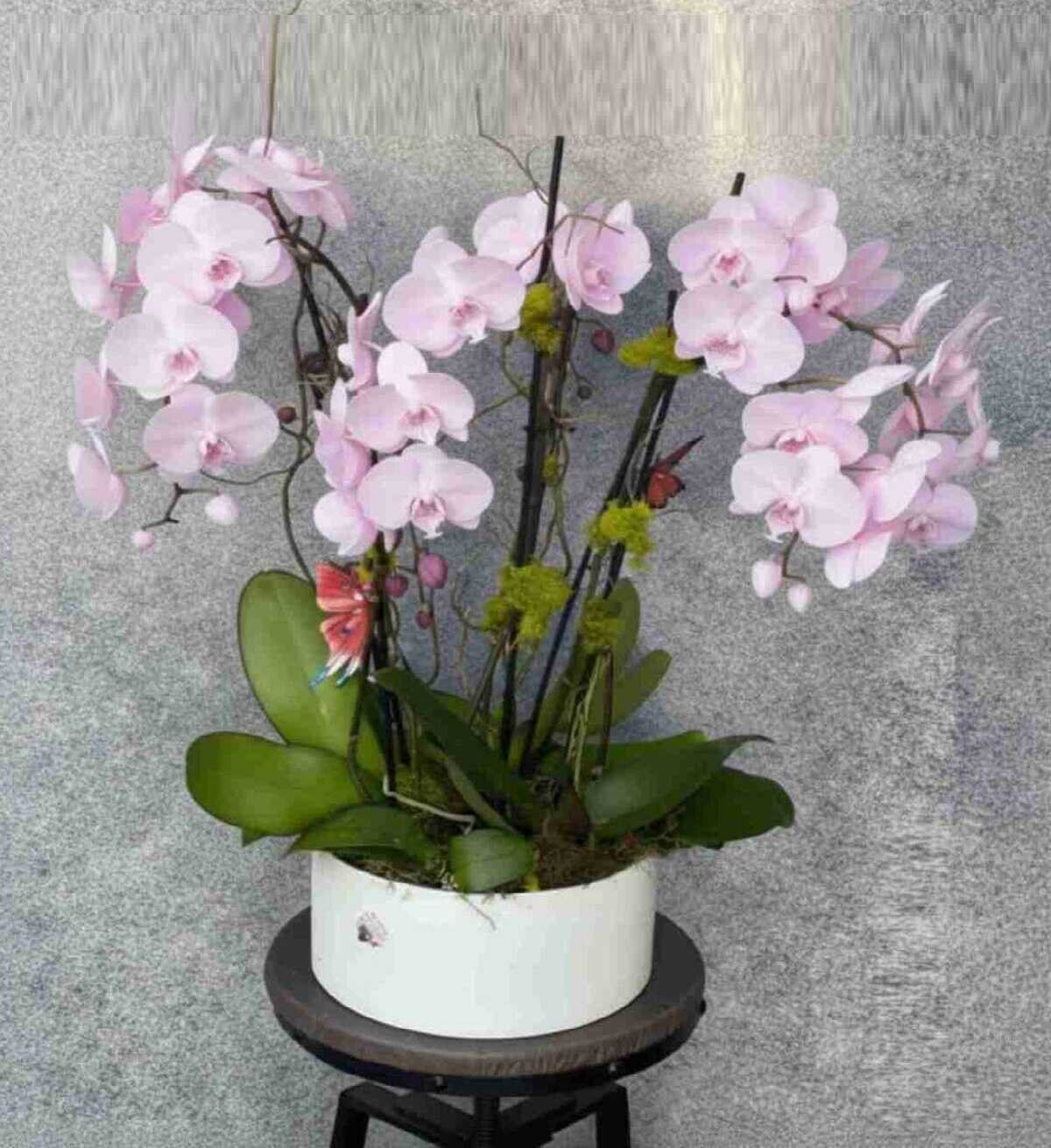 orchid-plant_31_1_optimized_2_optimized.jpg