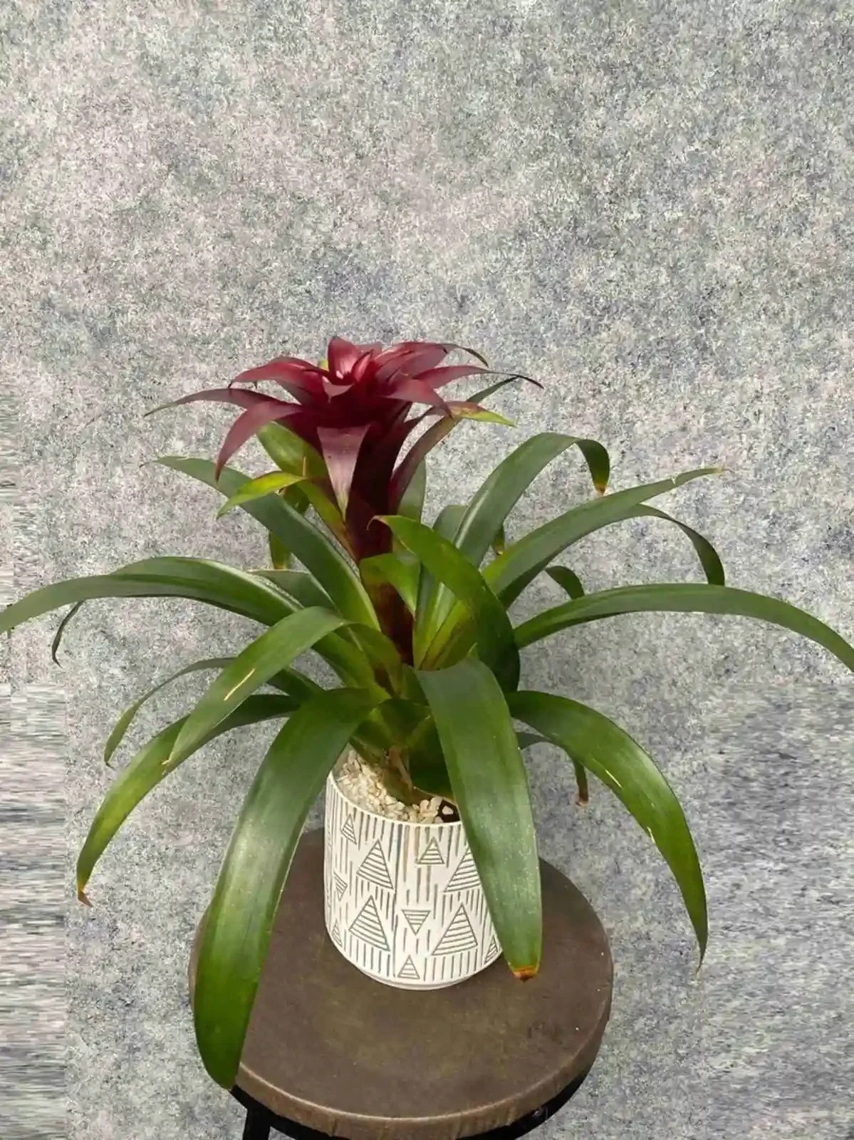 bromeliad (1).jpg