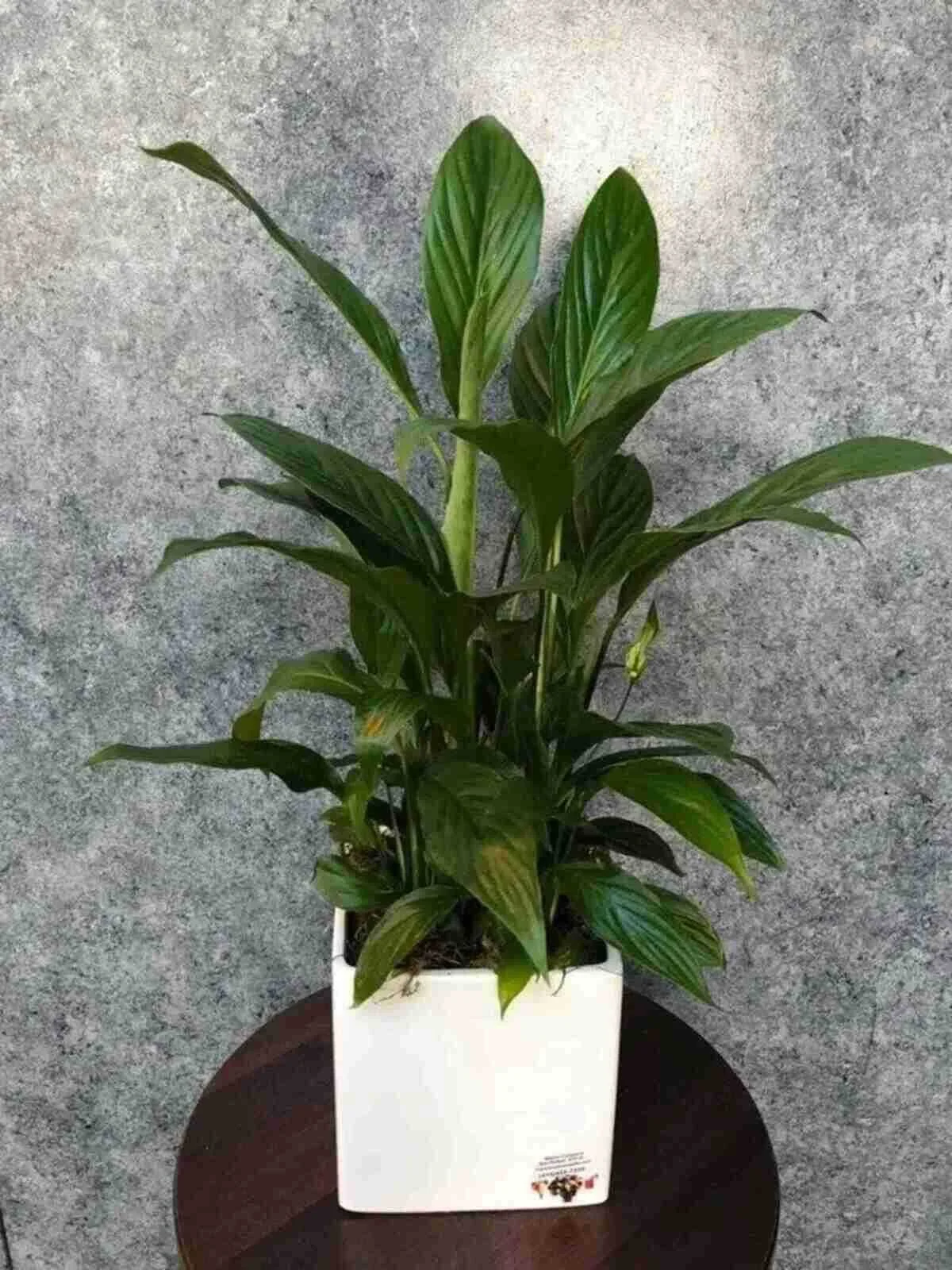 peace-lily_4_optimized.jpg