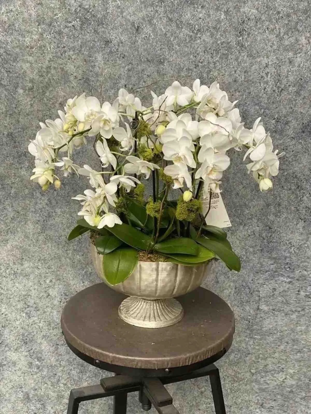 Magnificent Orchids