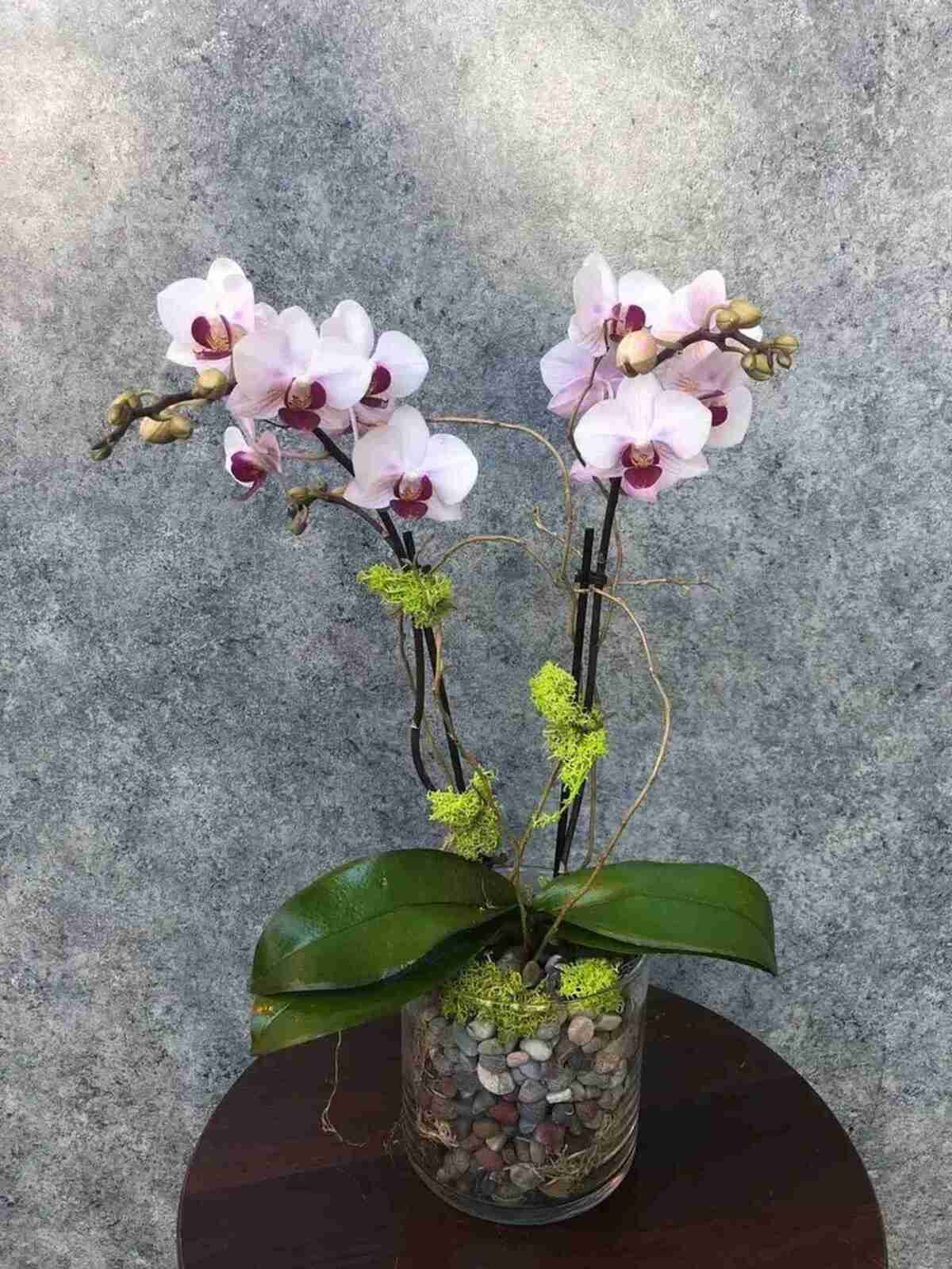 Mini Orchid