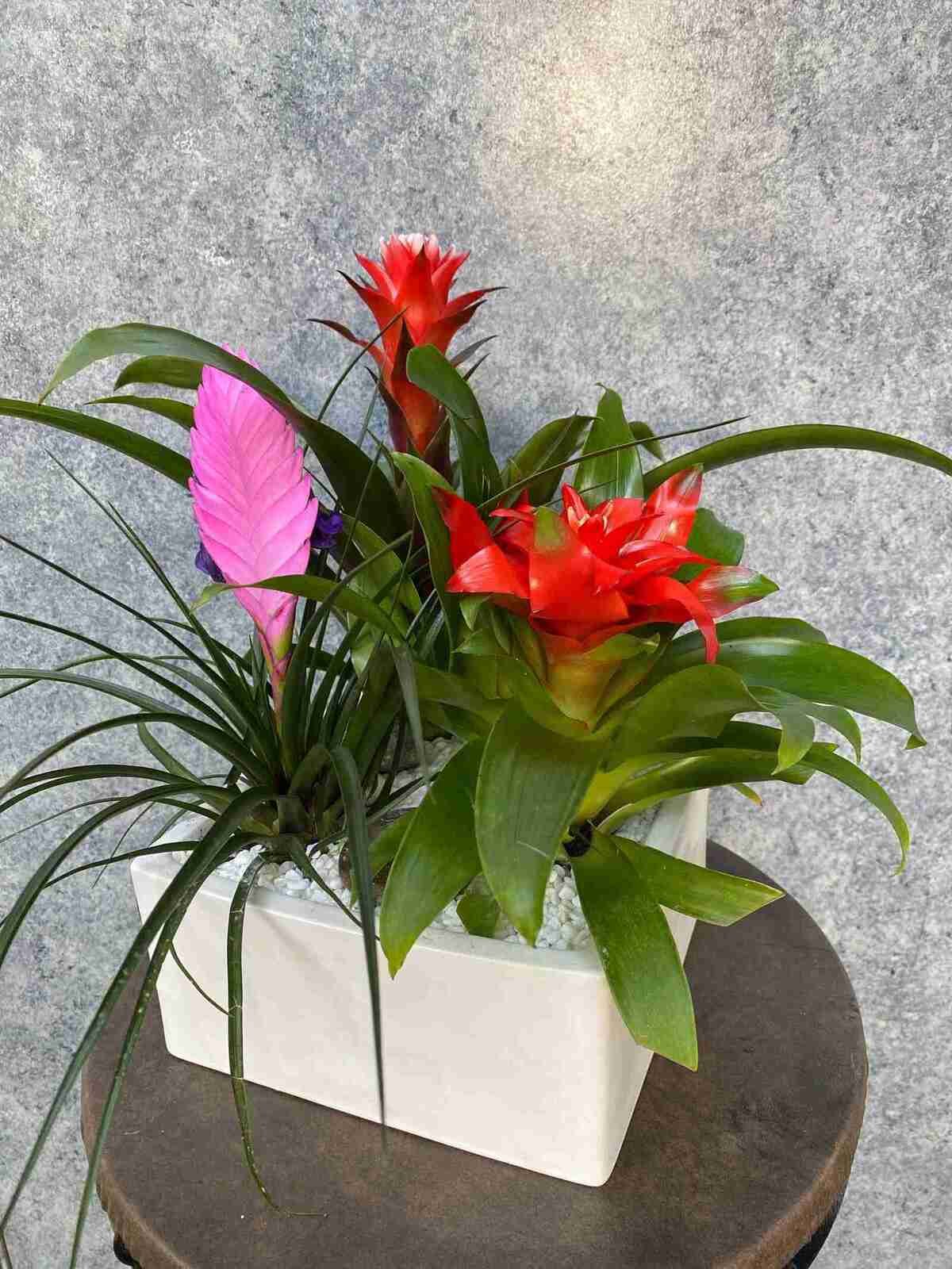 bromeliad (3).jpg