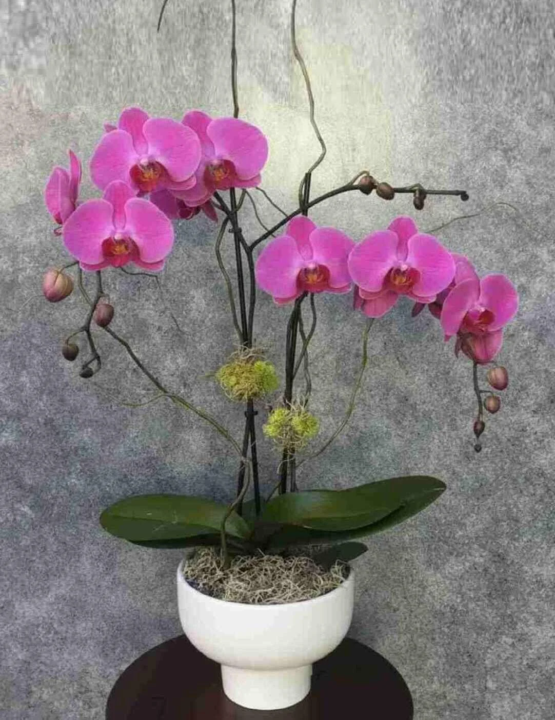 orchid-plant_19_optimized_2_optimized.jpeg