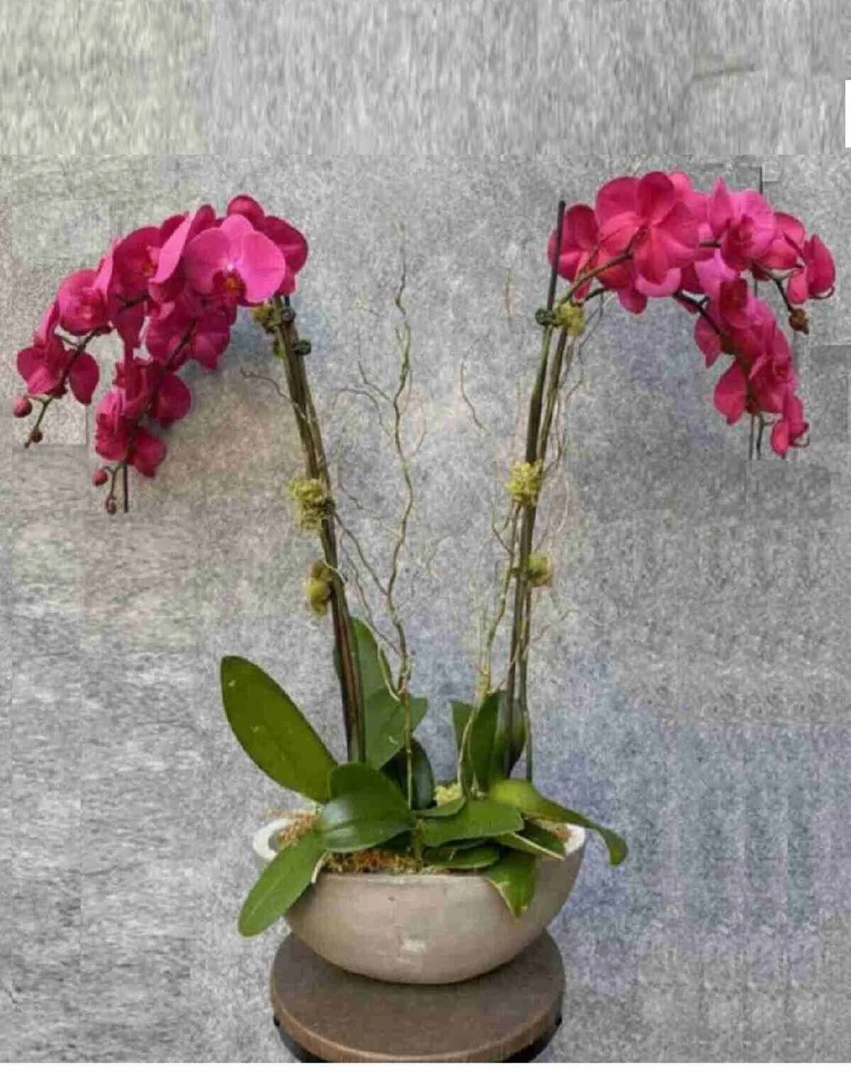 orchid-plant_1_2_optimized_2_optimized.jpeg
