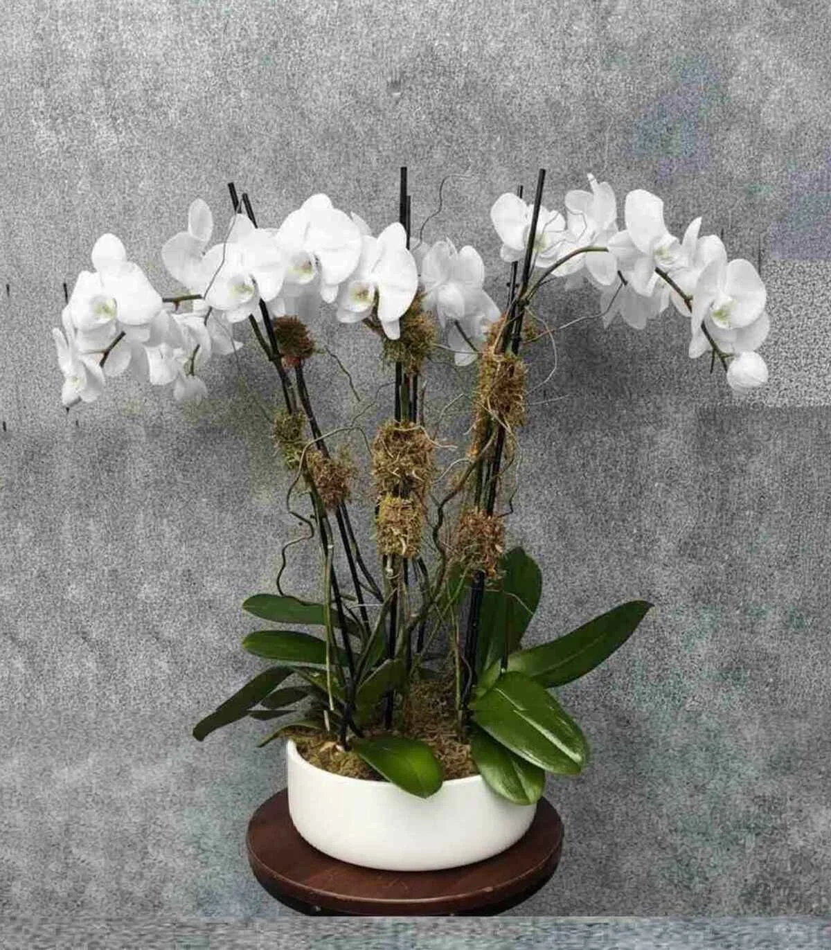 luxury_orchid_St_sized_1_optimized.jpeg
