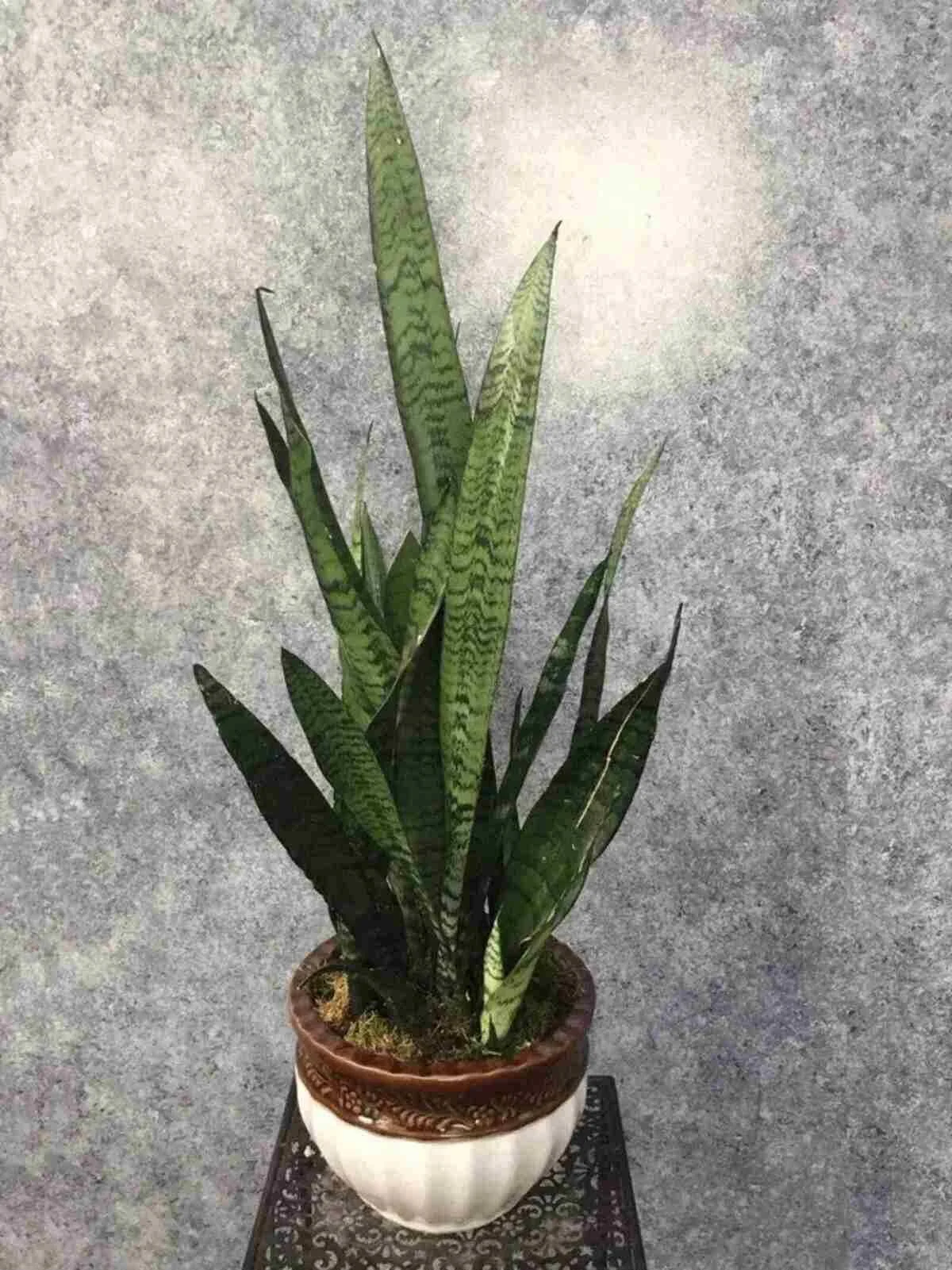 sunseveria-plant_2_optimized.jpg