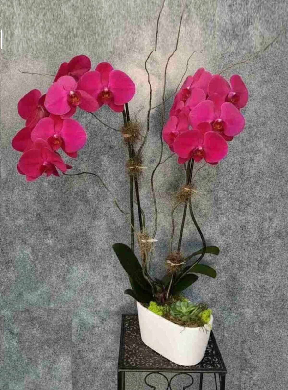 orchid-plant_27_optimized_2_optimized.jpeg