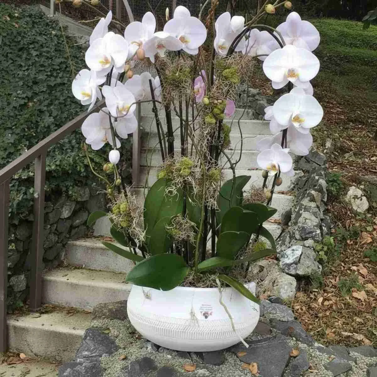 Sympathy plants-Luxury Phalaenopsis Orchid