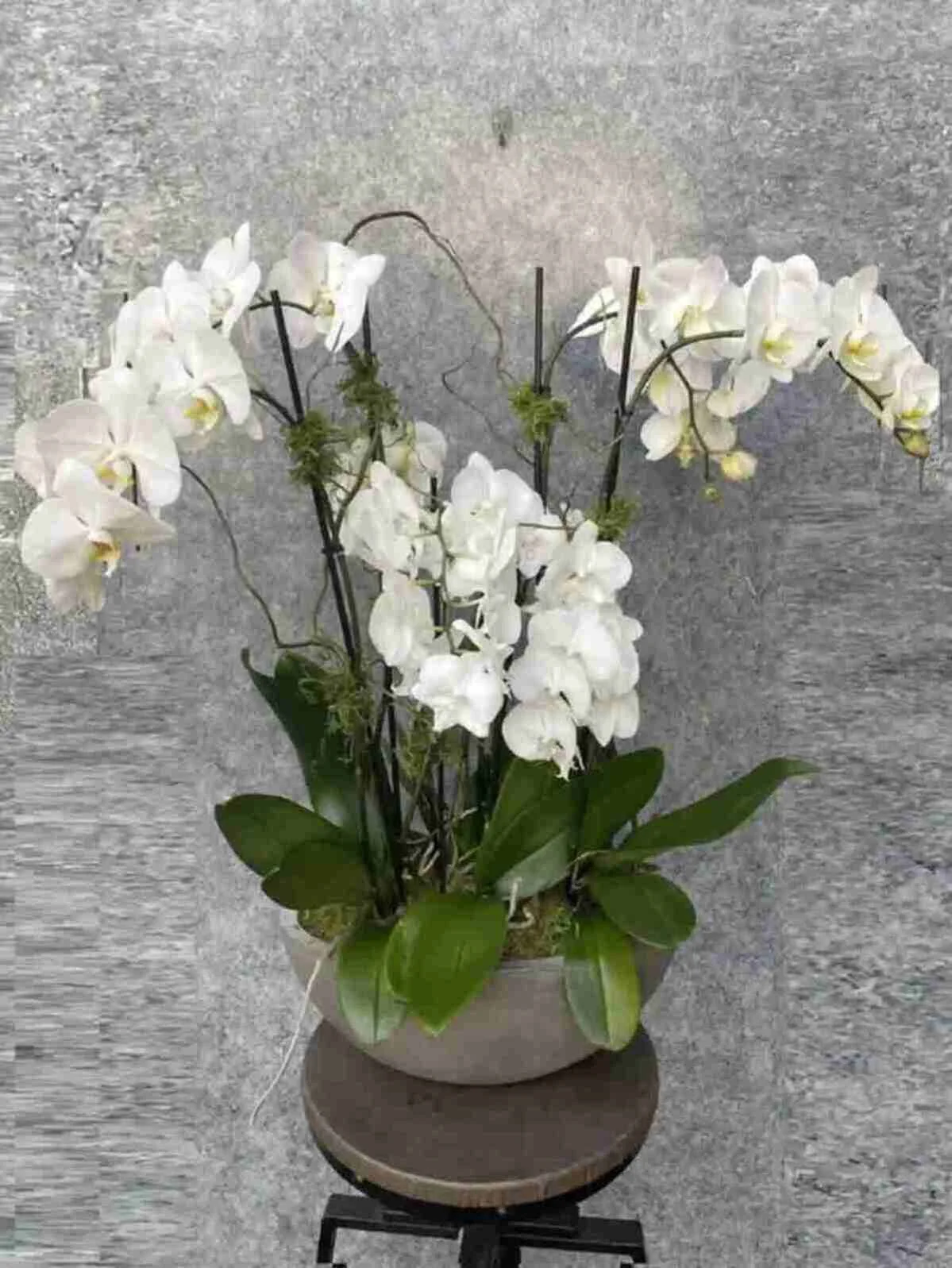 orchid-plant_3_1_optimized_4_optimized_2_optimized.jpeg
