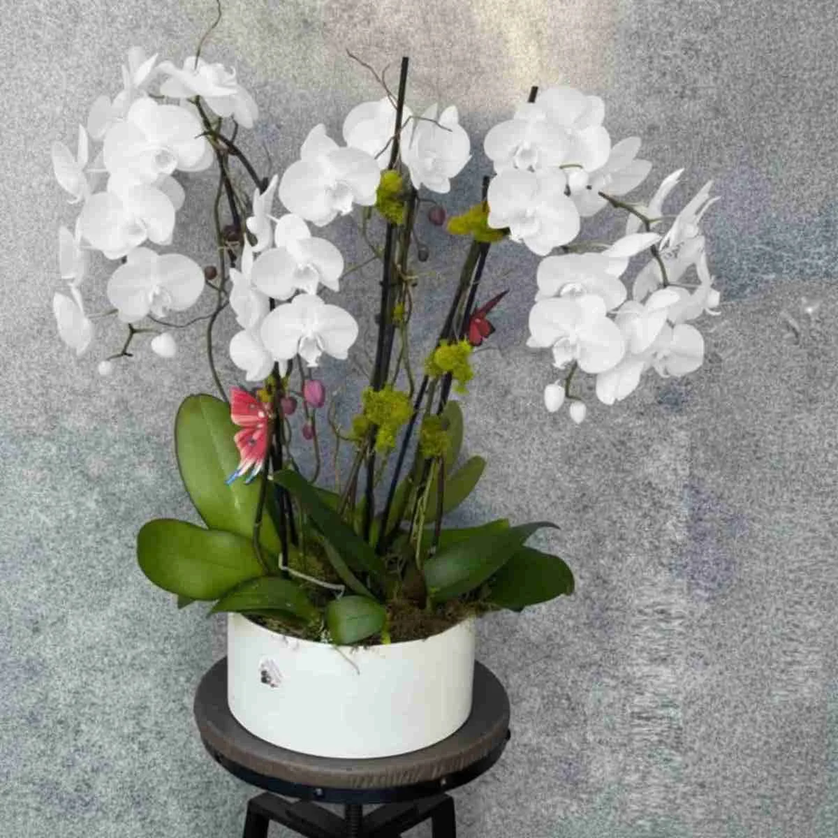 orchid-plant (45).jpeg