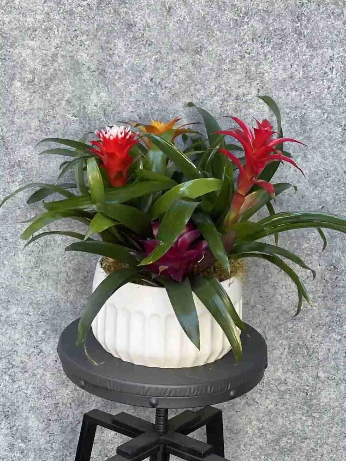 Bromeliad Plant