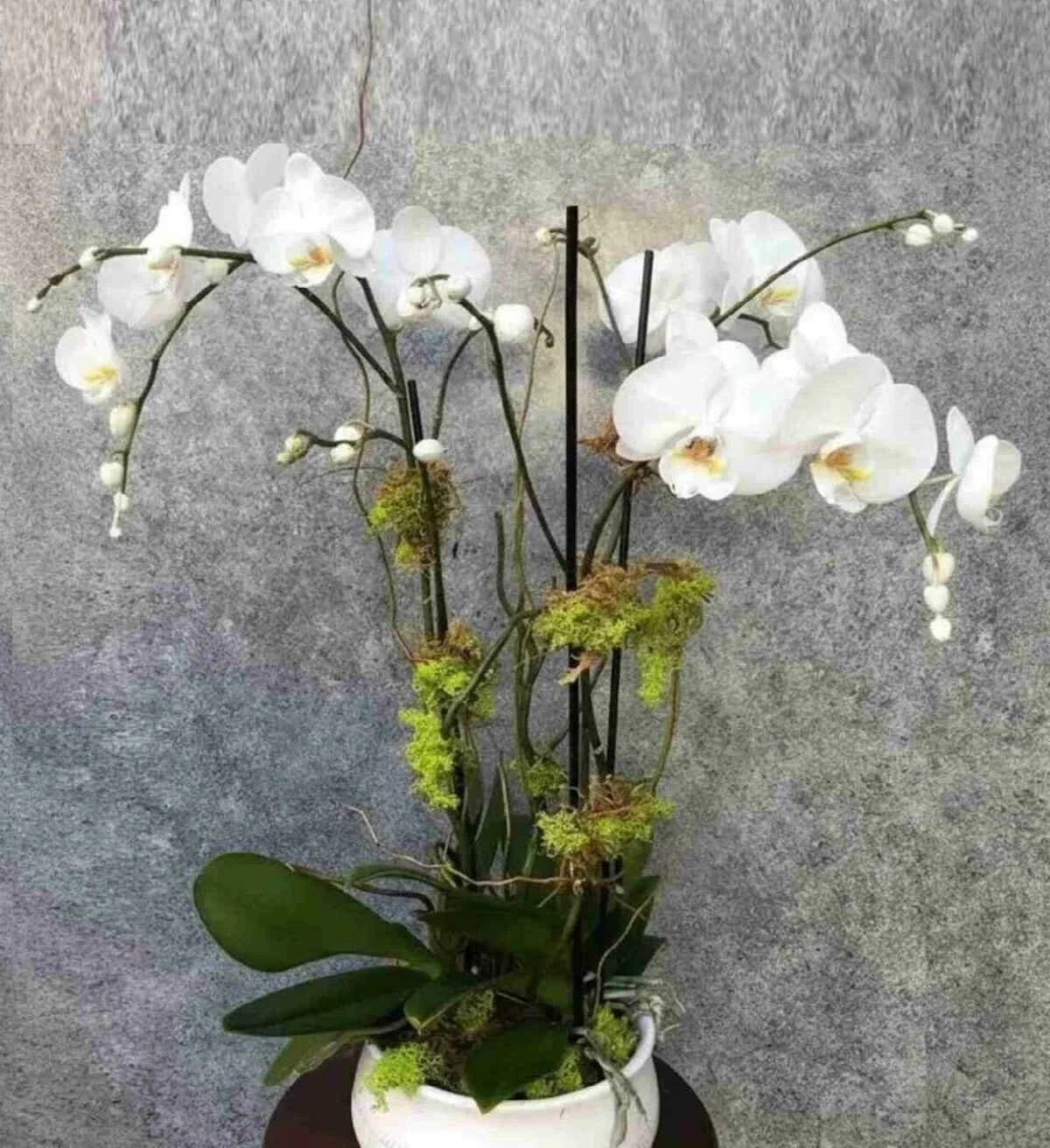 orchid-plant_12_3_optimized_1_optimized_1_optimized.jpeg