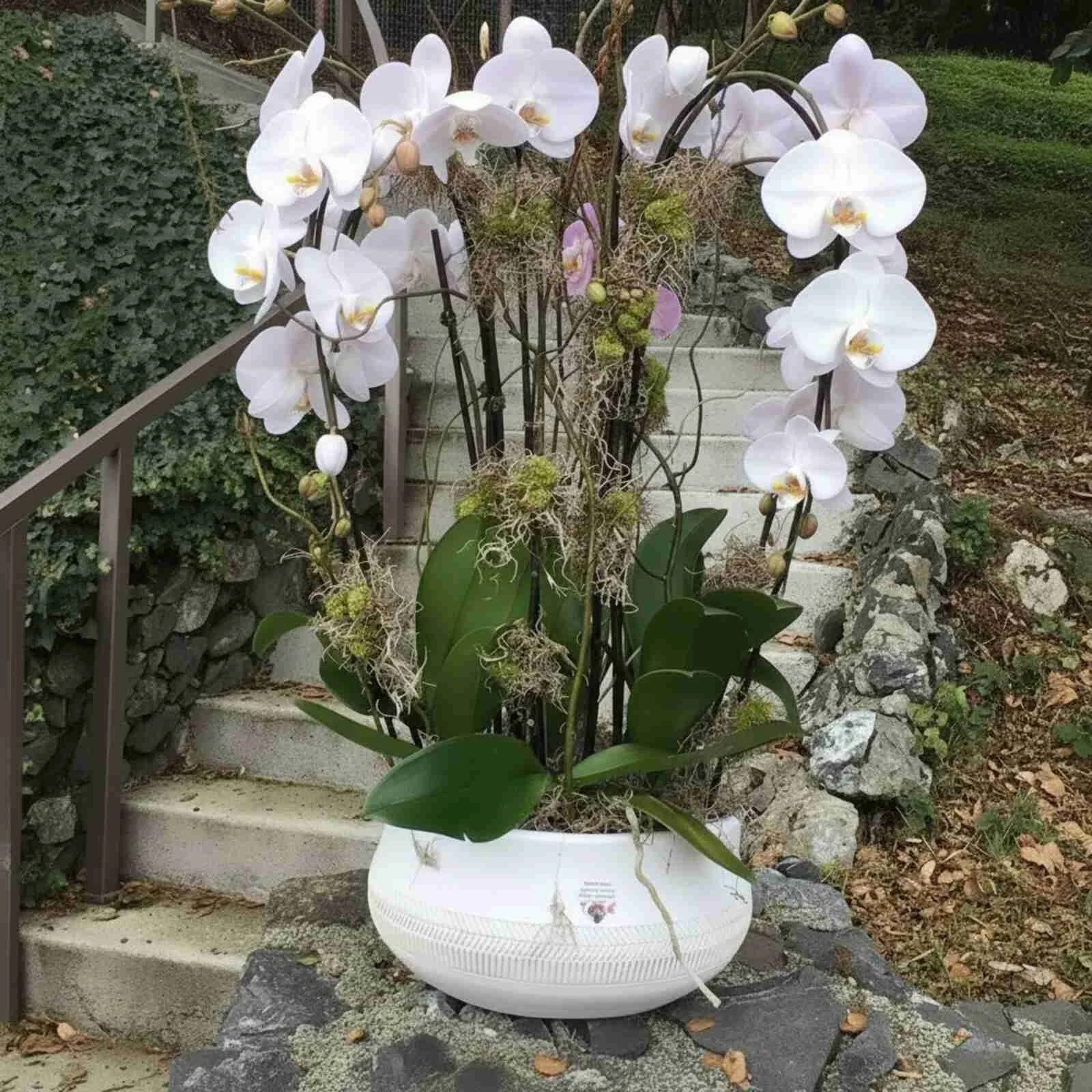 Luxury Phalaenopsis Orchid