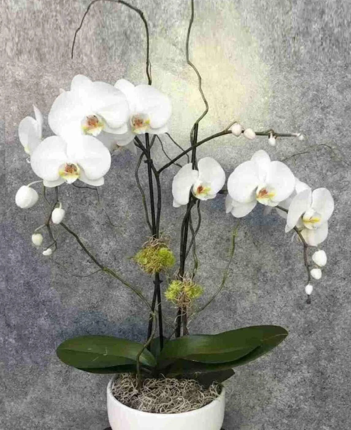 Great Orchid