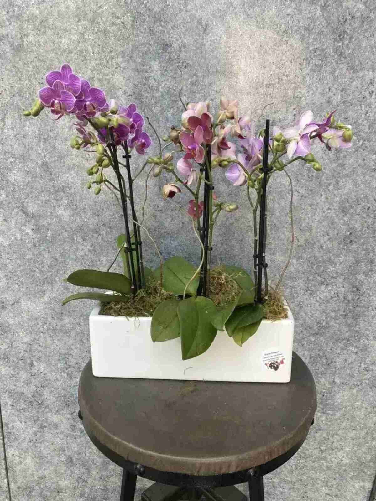 mini-orchid_5_optimized.jpeg