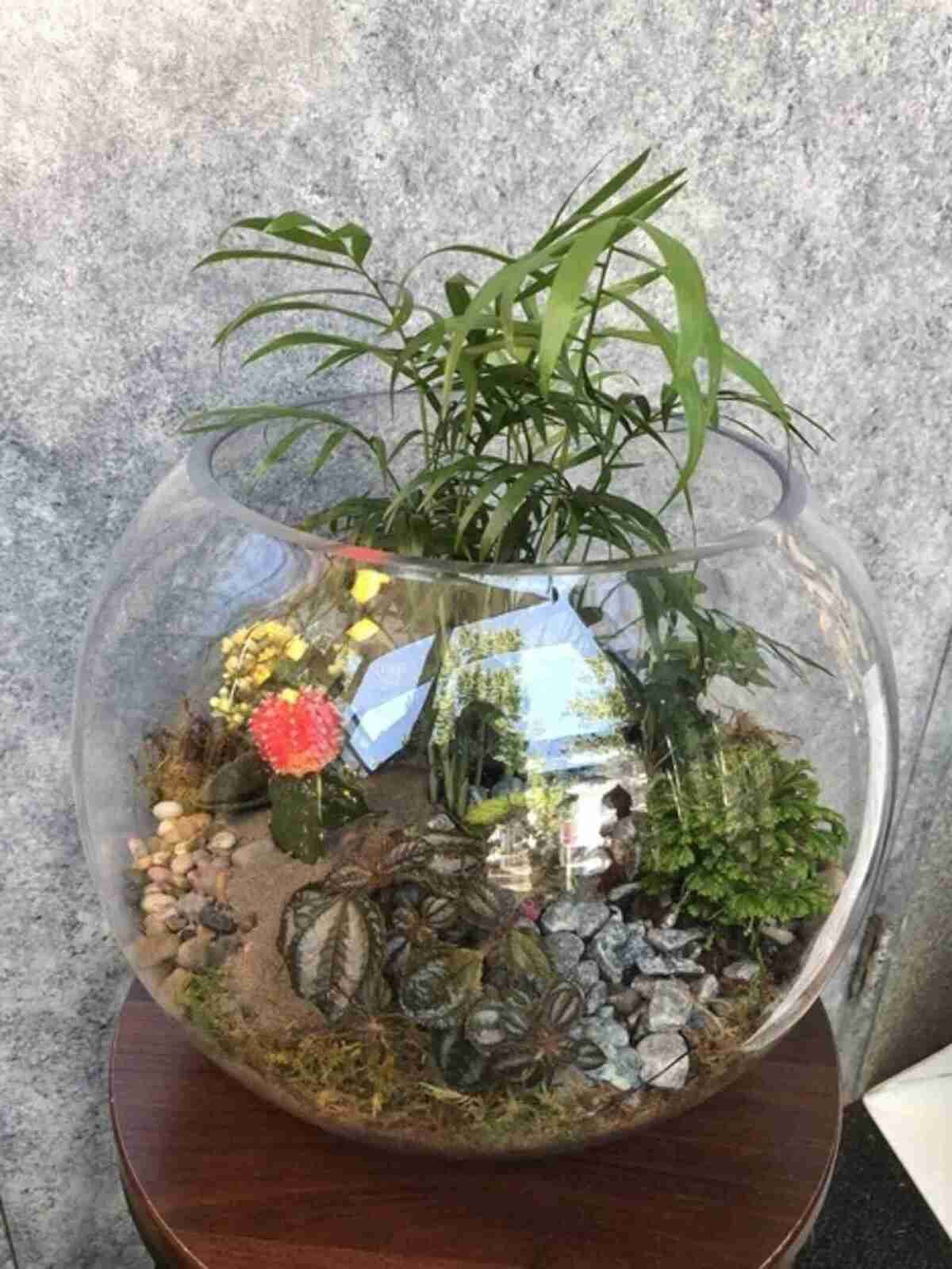 Live Plant Terrarium Garden