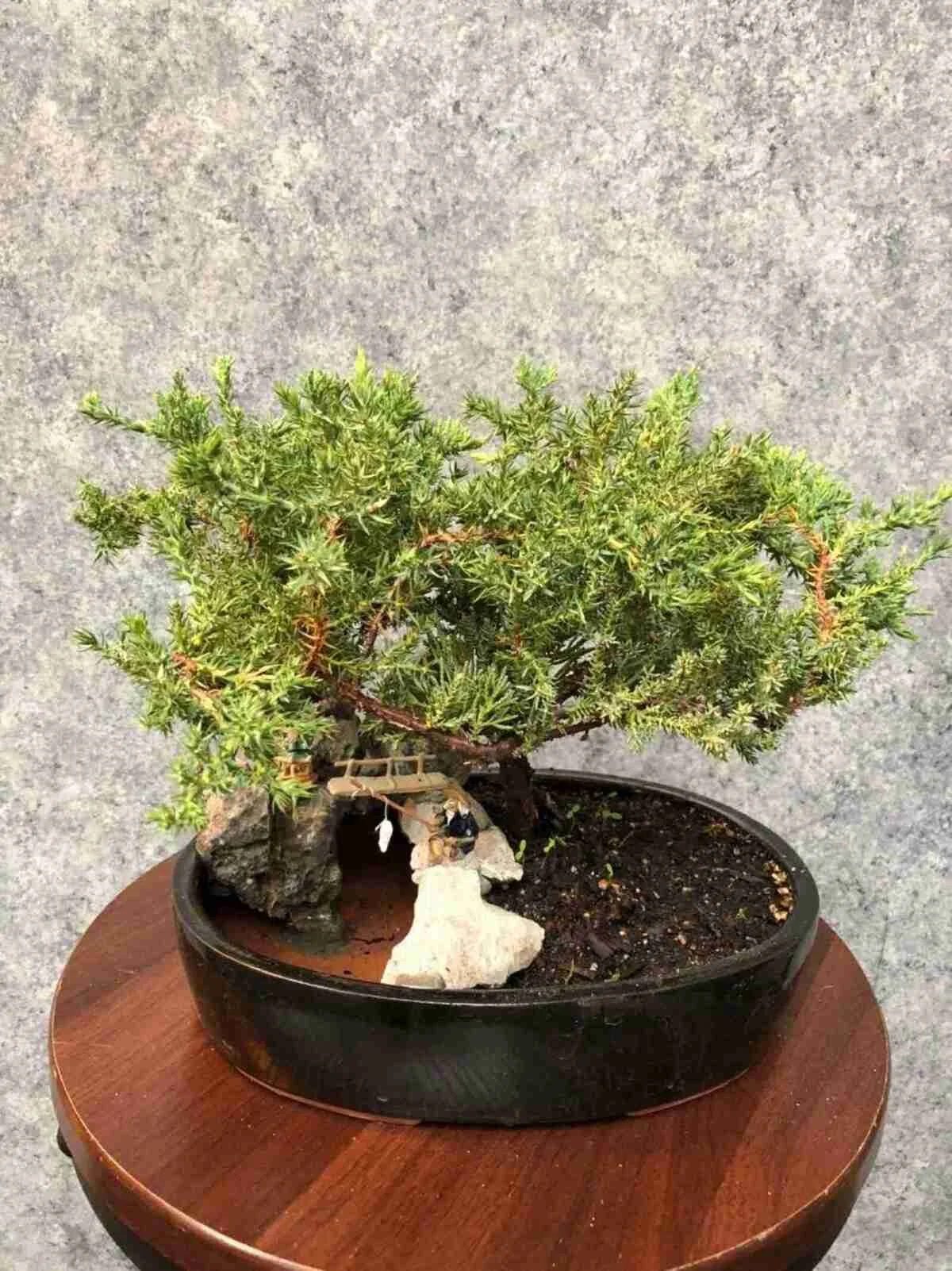 Juniper Bonsai Tree