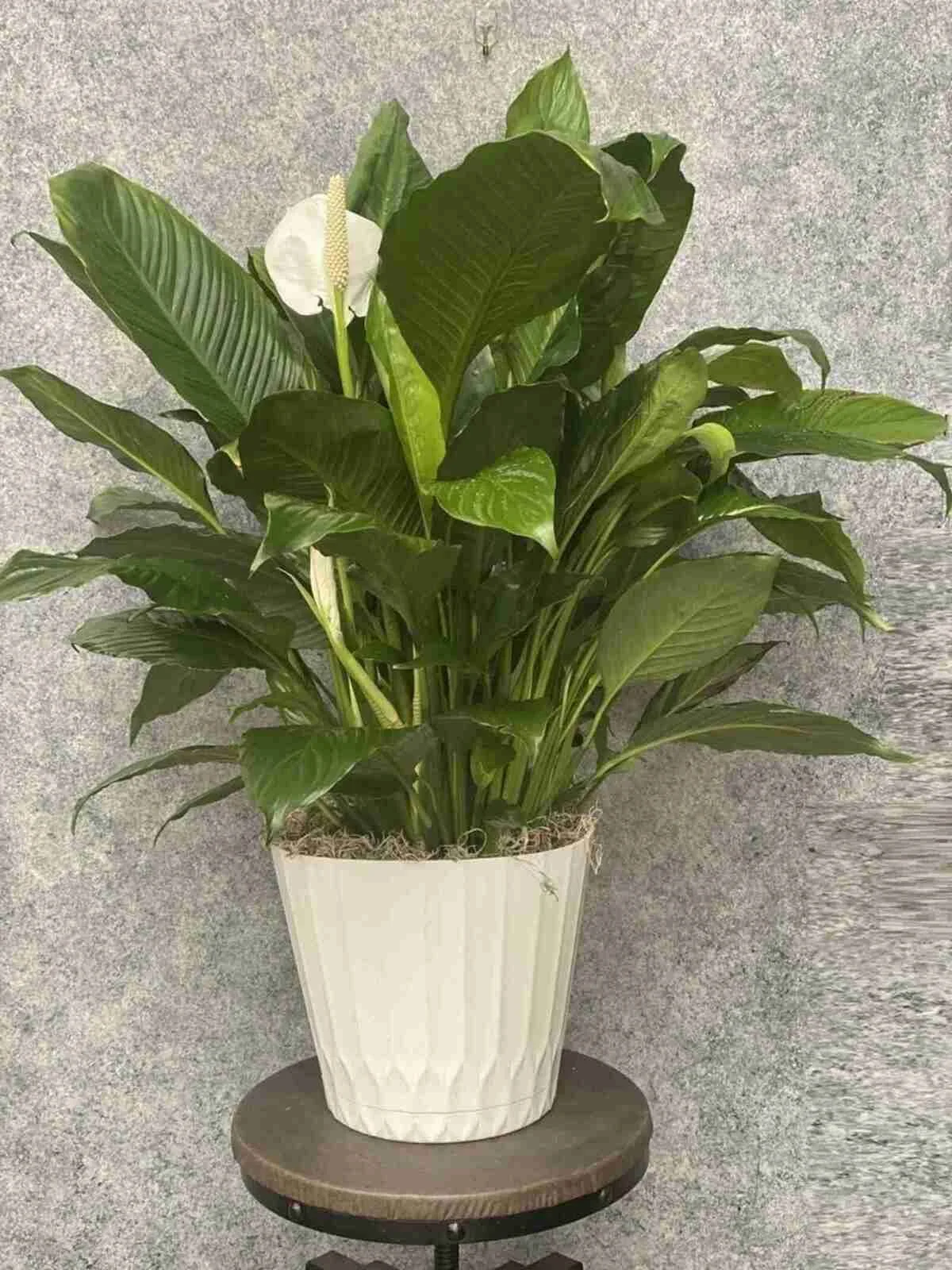 Peace Lily Plant