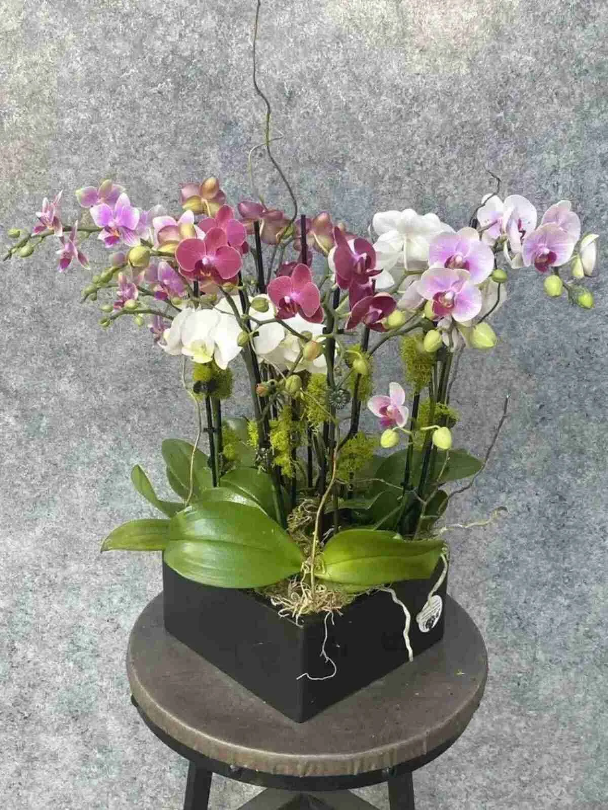 mini-orchid (6).jpeg