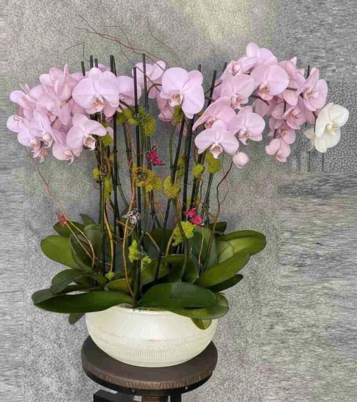 orchid-plant_28_1_optimized_1_optimized.jpeg
