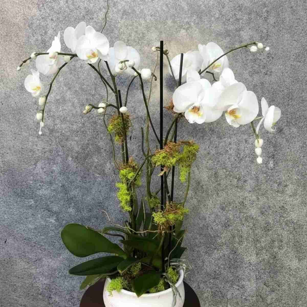 orchid-plant (13).jpeg