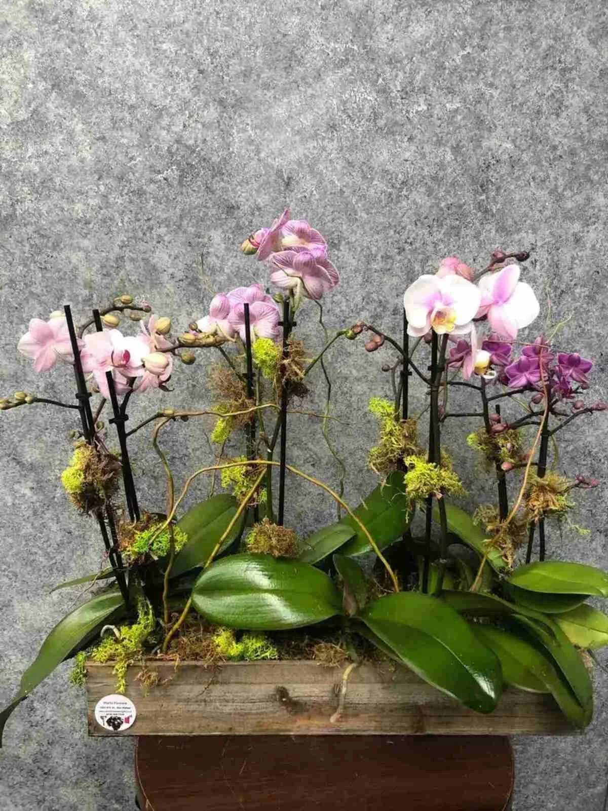 mini-orchid (4).jpeg