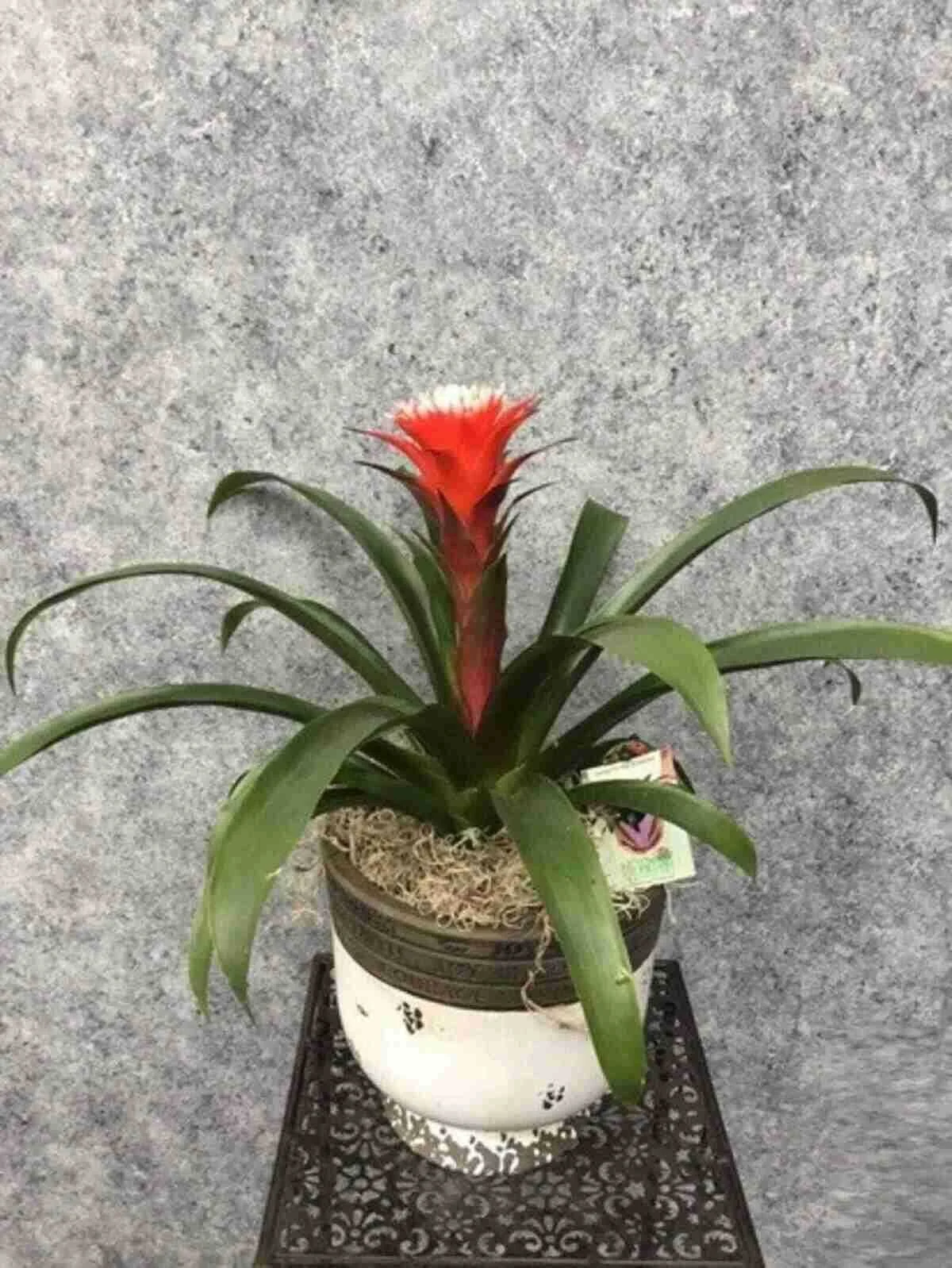 bromeliad_1_optimized.jpeg