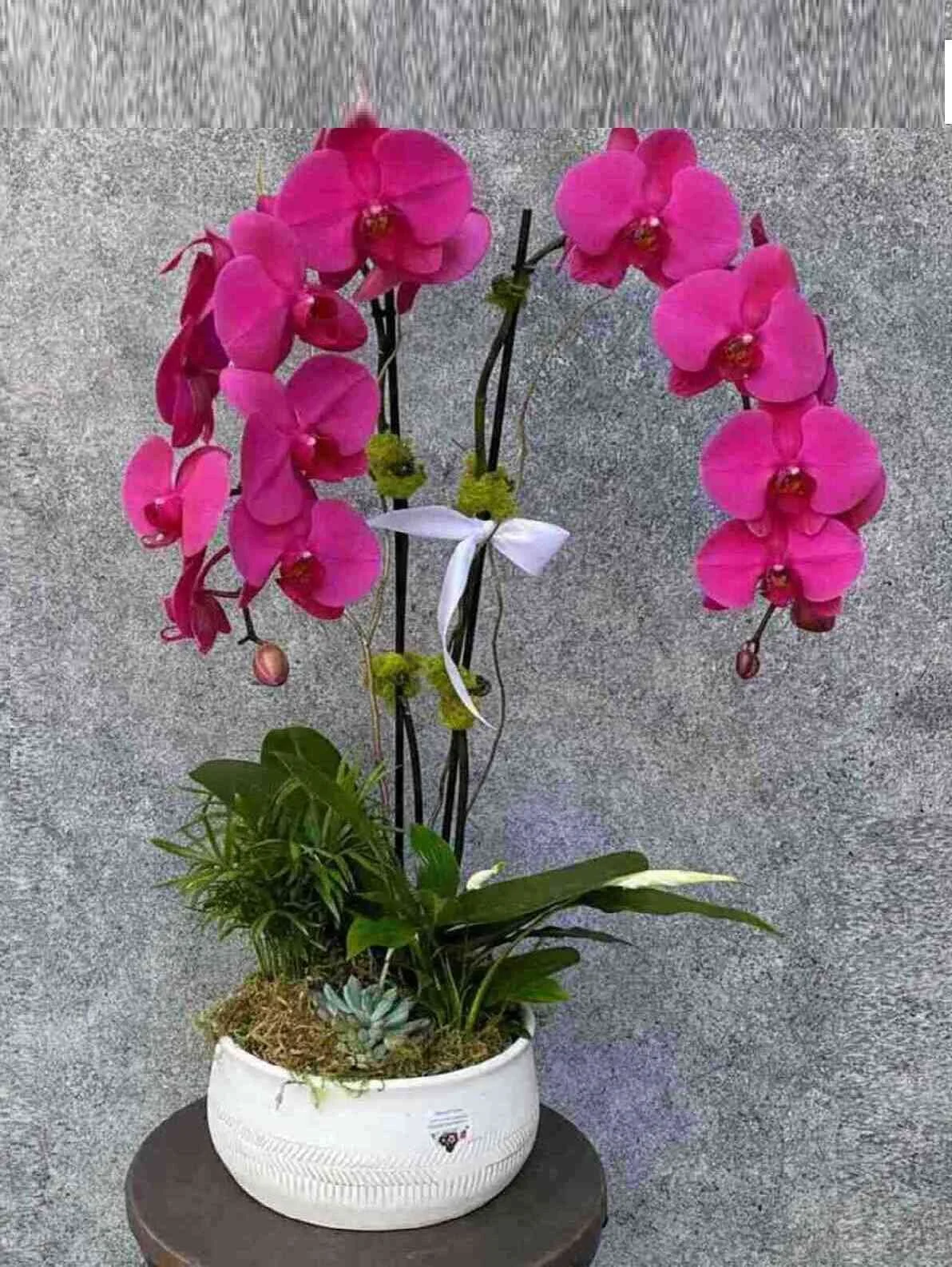orchid-plant_10_1_optimized_2_optimized.jpeg