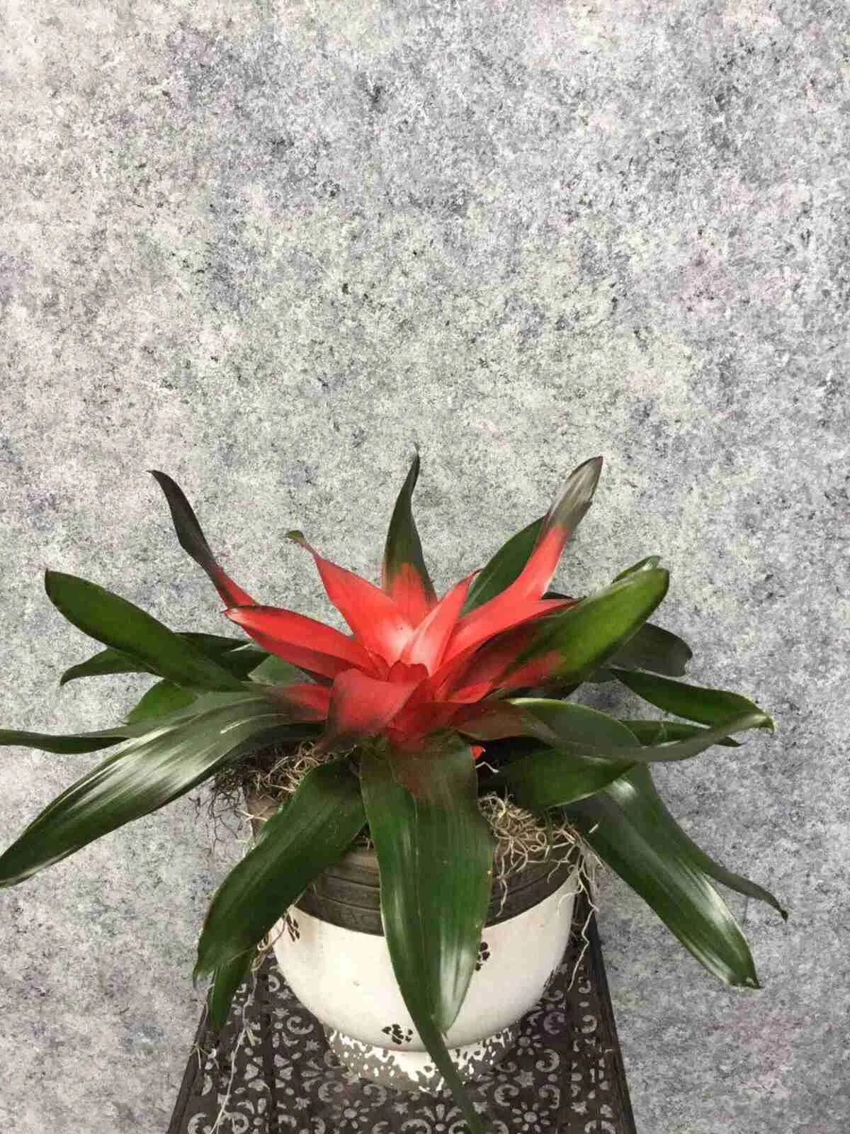 bromeliad (2).jpeg