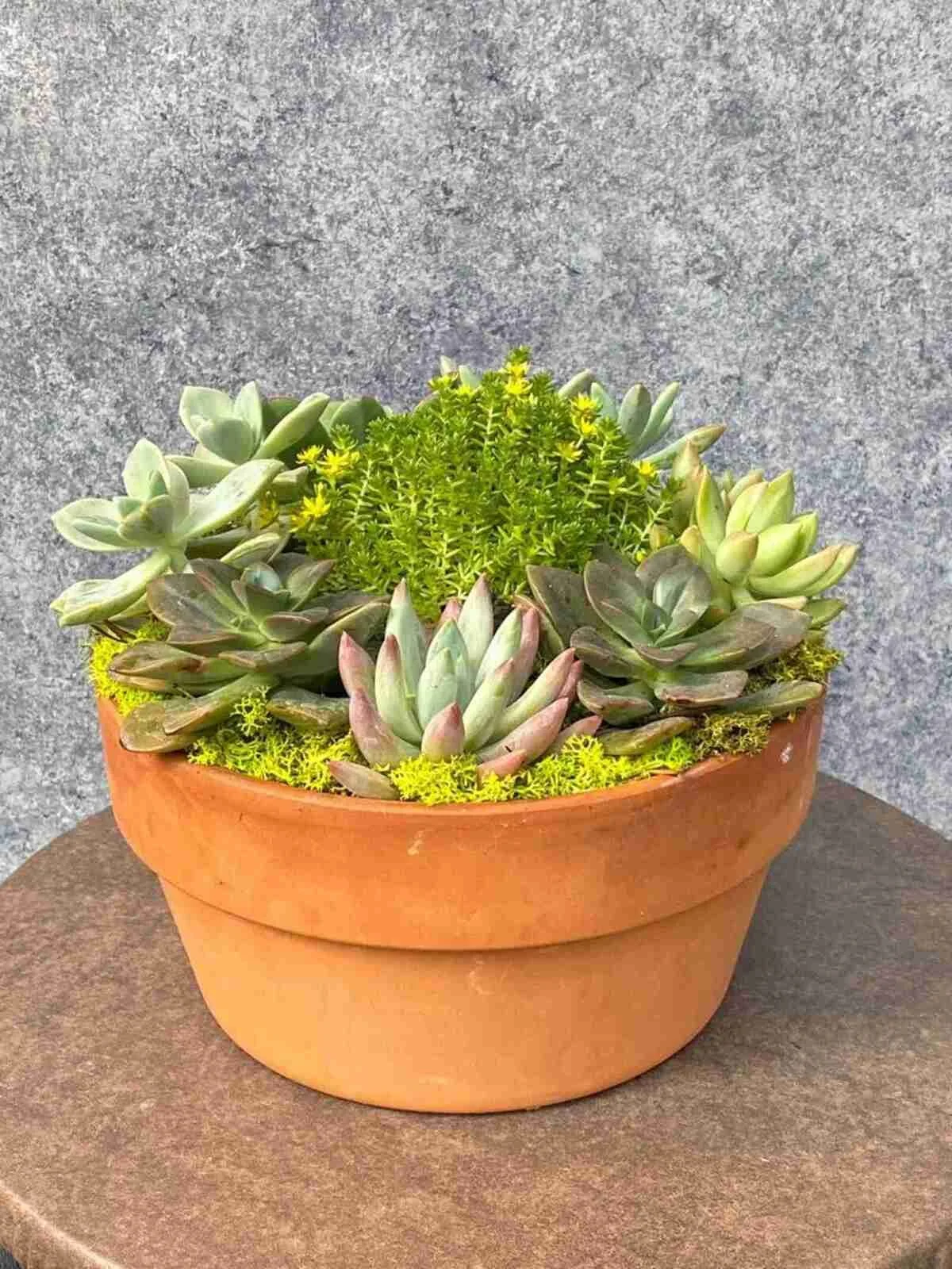 Succulent Garden
