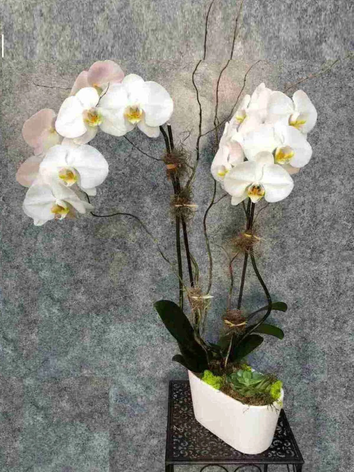 Tranquil Succulent Orchid