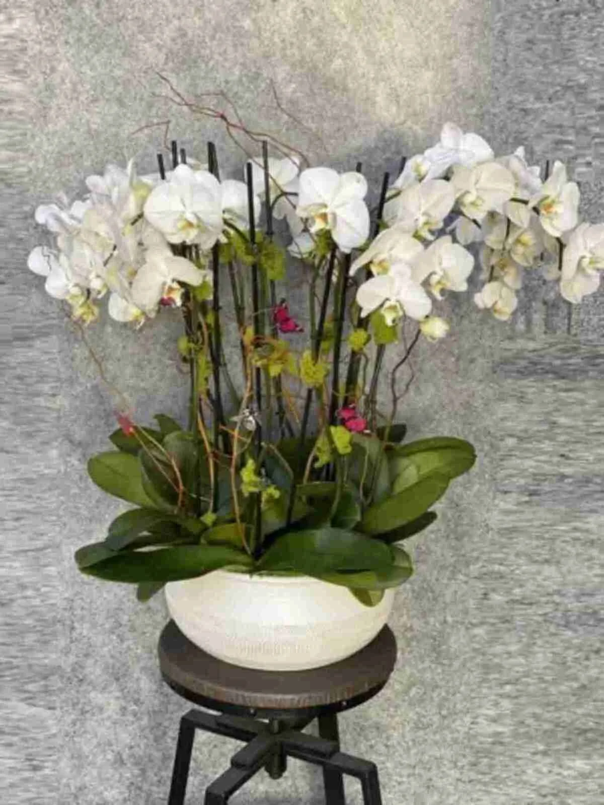 orchid-plant_1_1_optimized.jpg