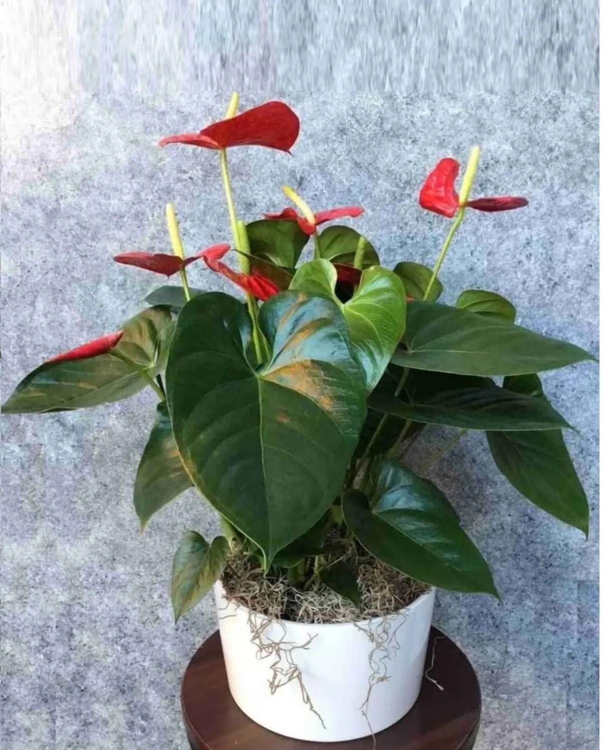 Anthurium Plant