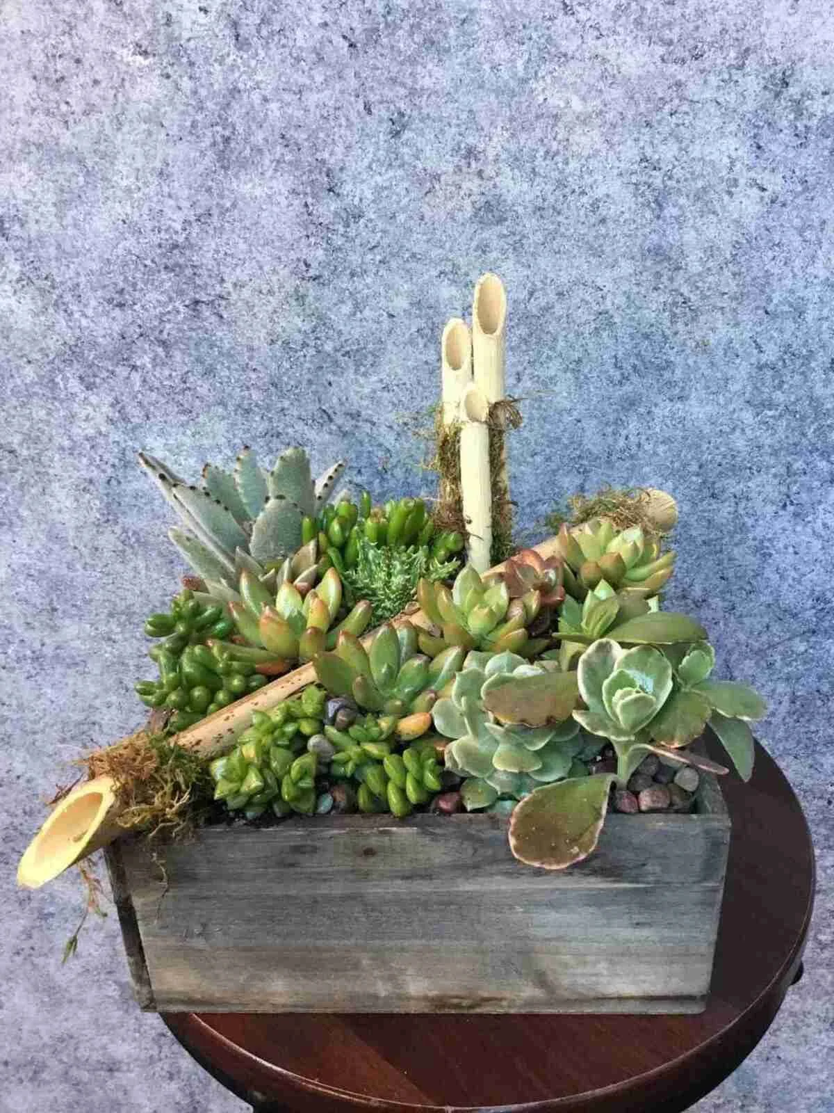 succulent (1).jpg