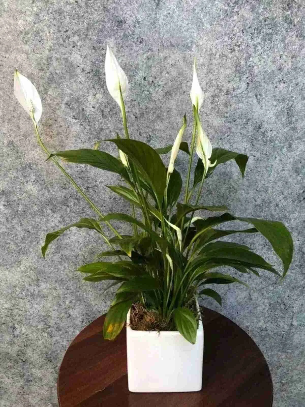 peace-lily (2).jpg