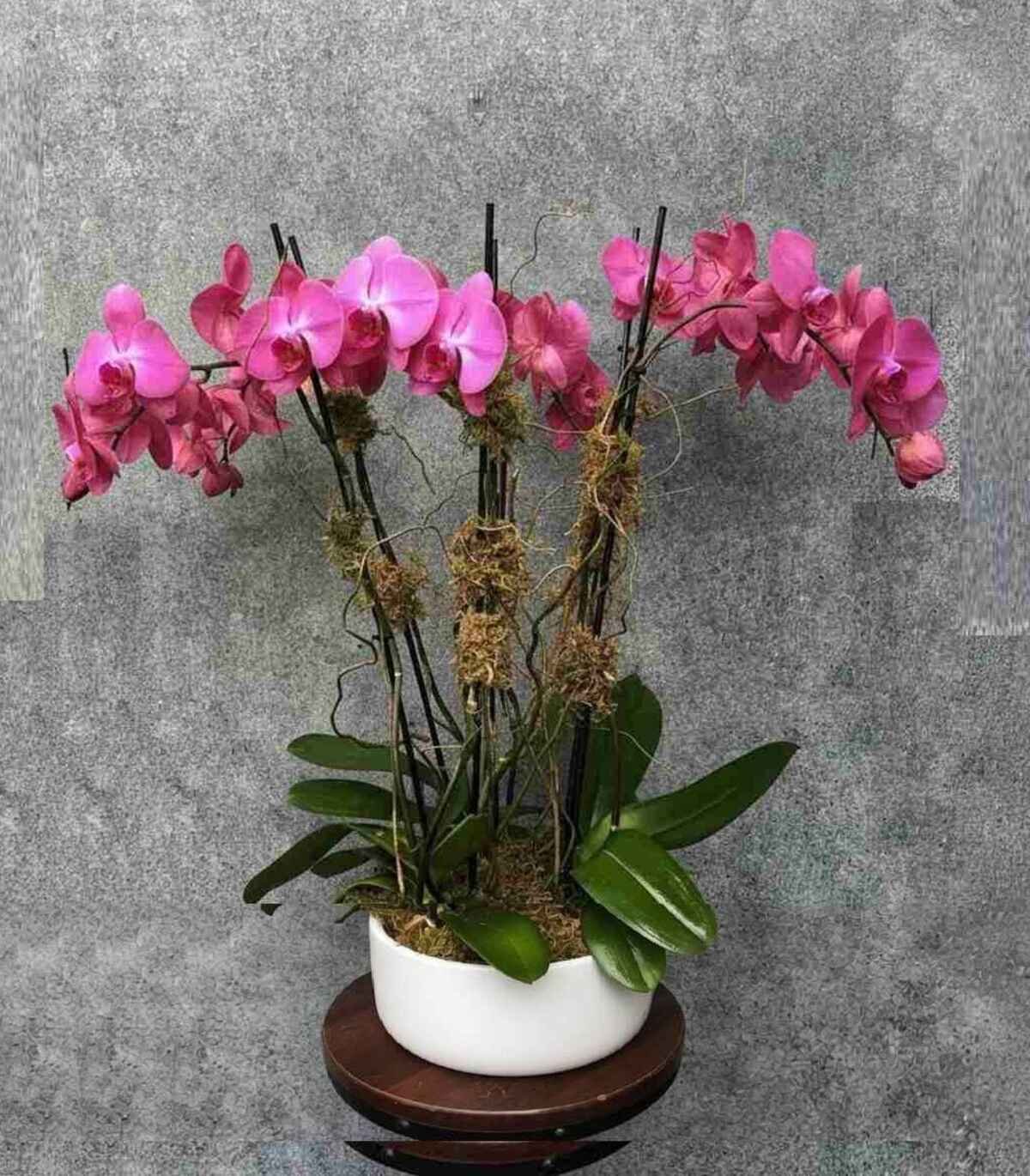 luxury_orchid_St_sized_2_optimized.jpeg