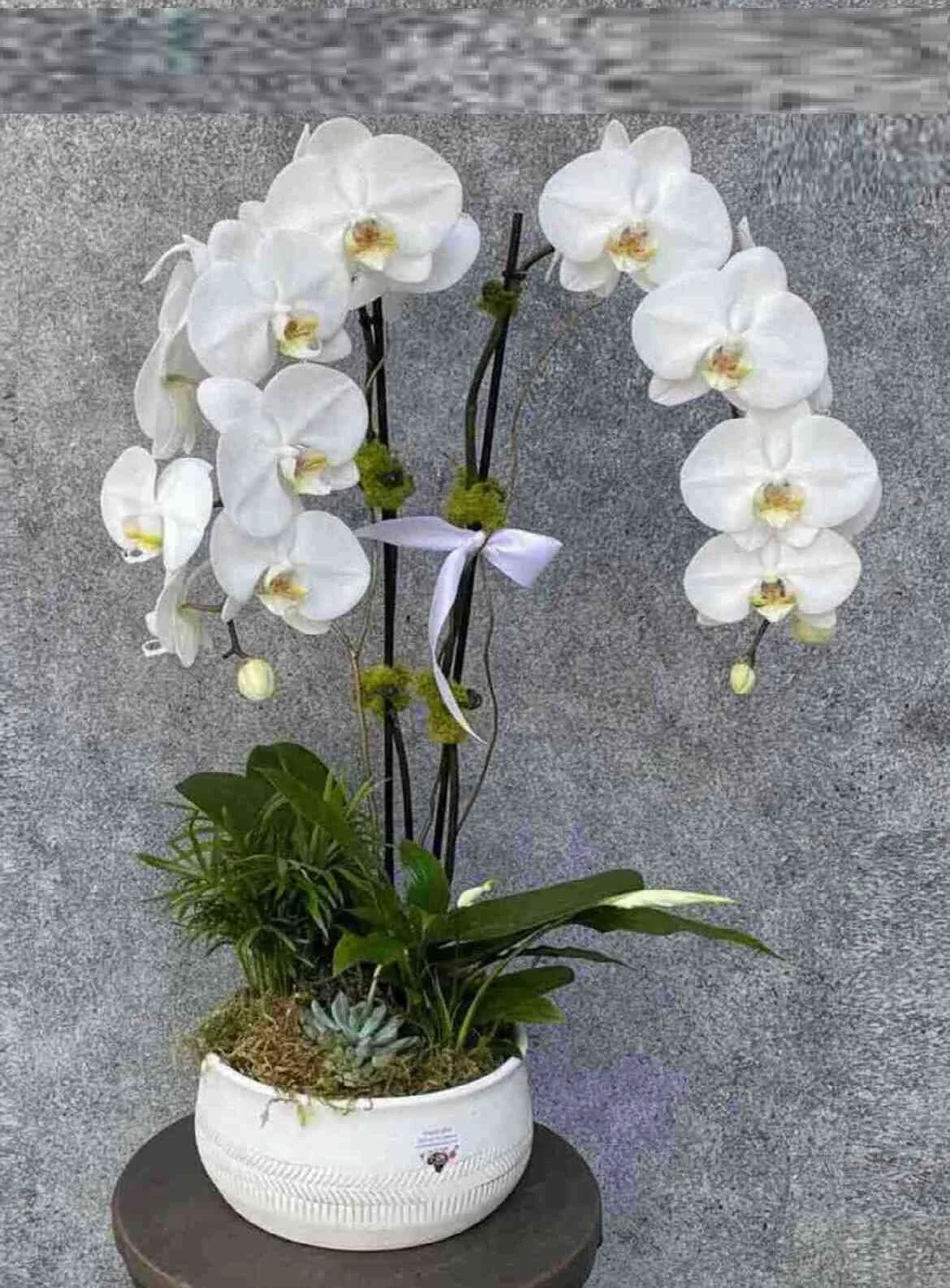 Orchid Garden