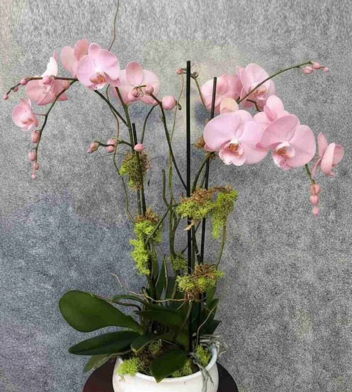 orchid-plant_37_5_optimized_1_optimized.jpeg