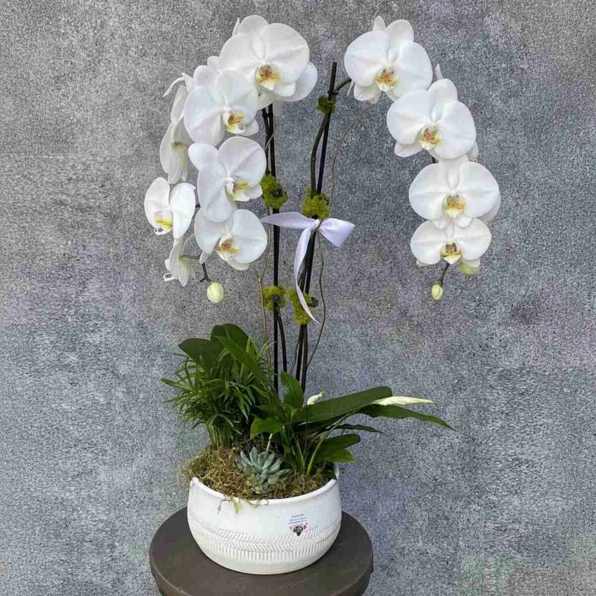 Sympathy plants- Great Orchid
