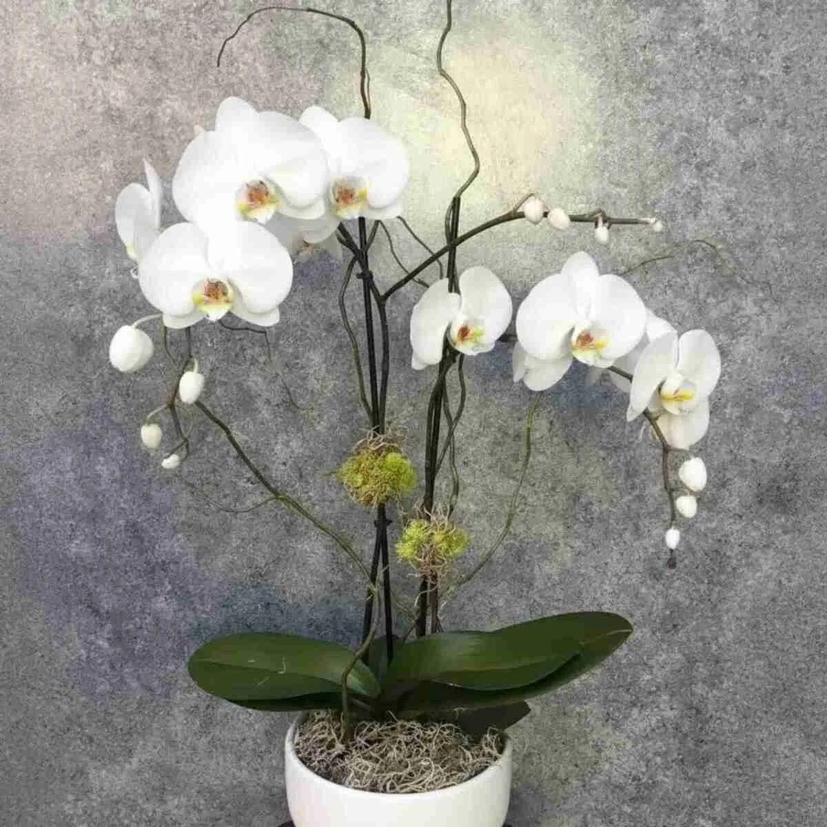 orchid-plant (15).jpeg