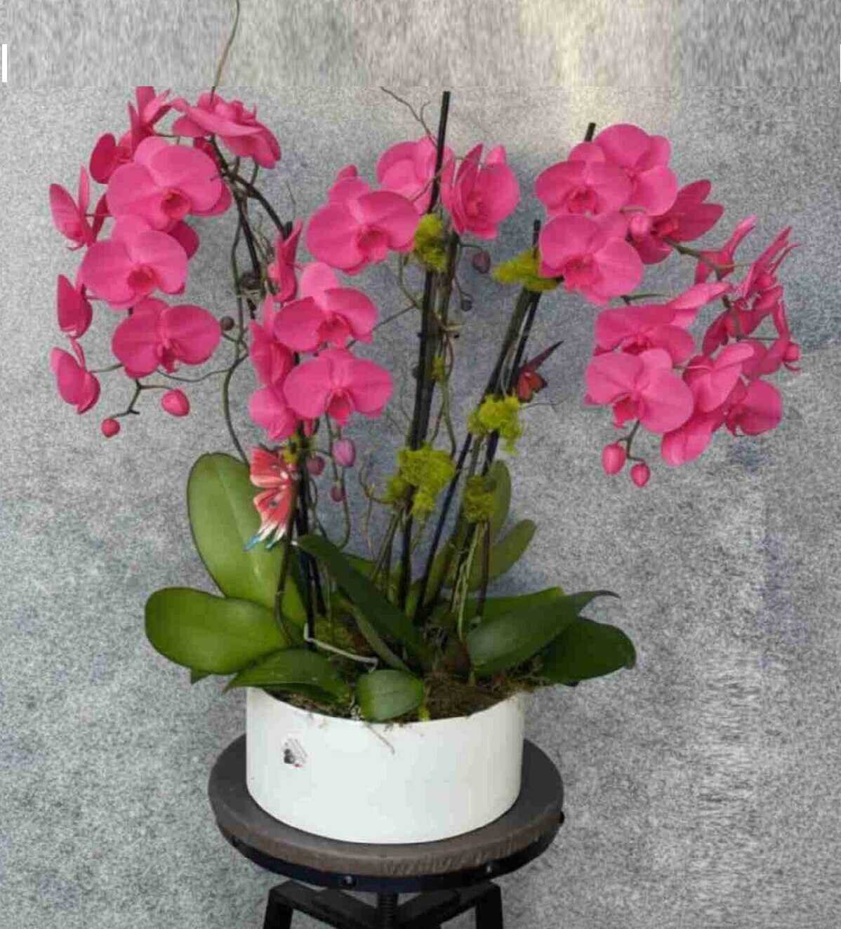 orchid-plant_35_1_optimized_2_optimized.jpg