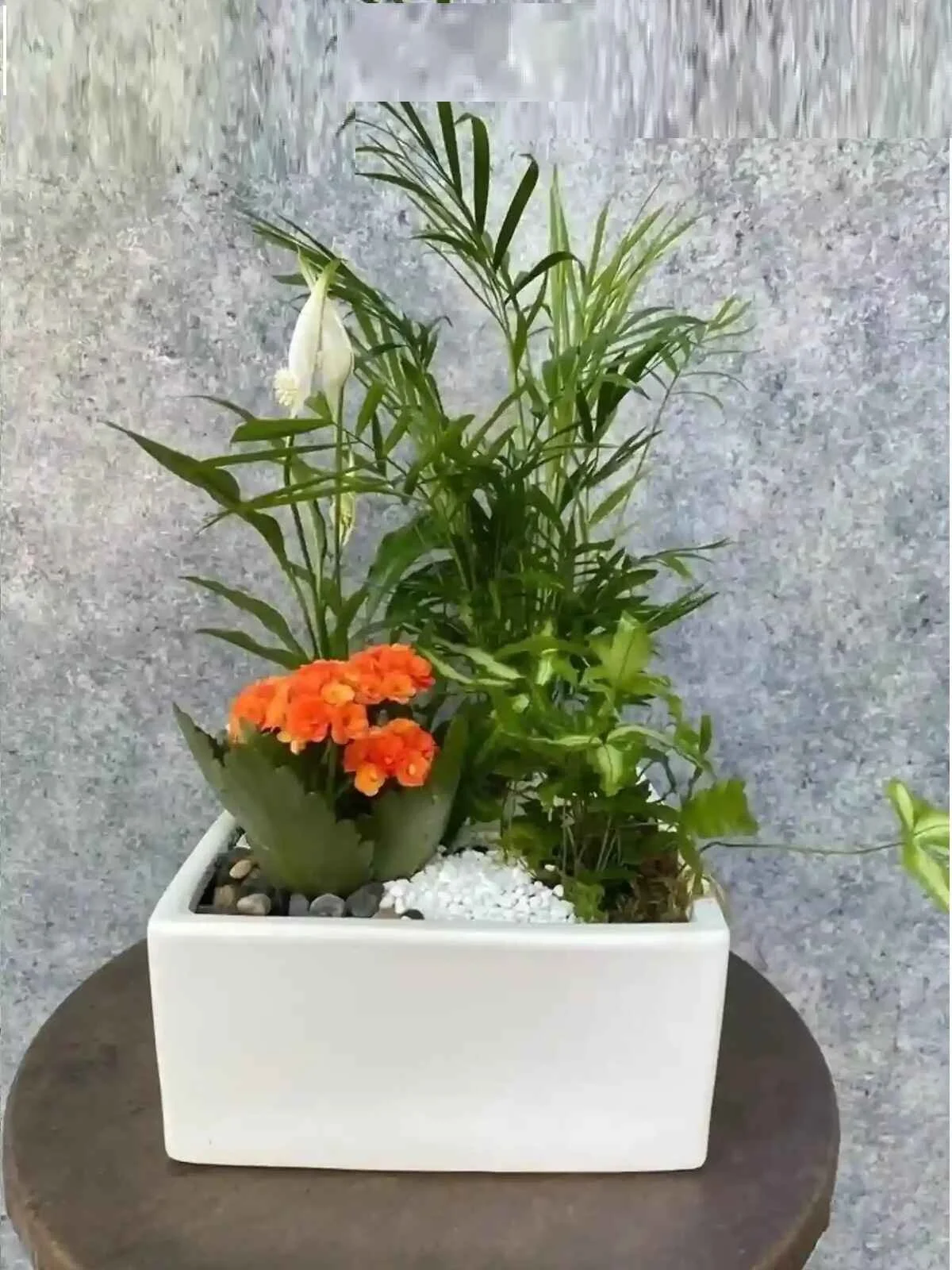 dishplant_3_optimized_1_optimized.jpg
